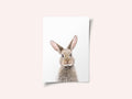 Baby Rabbit