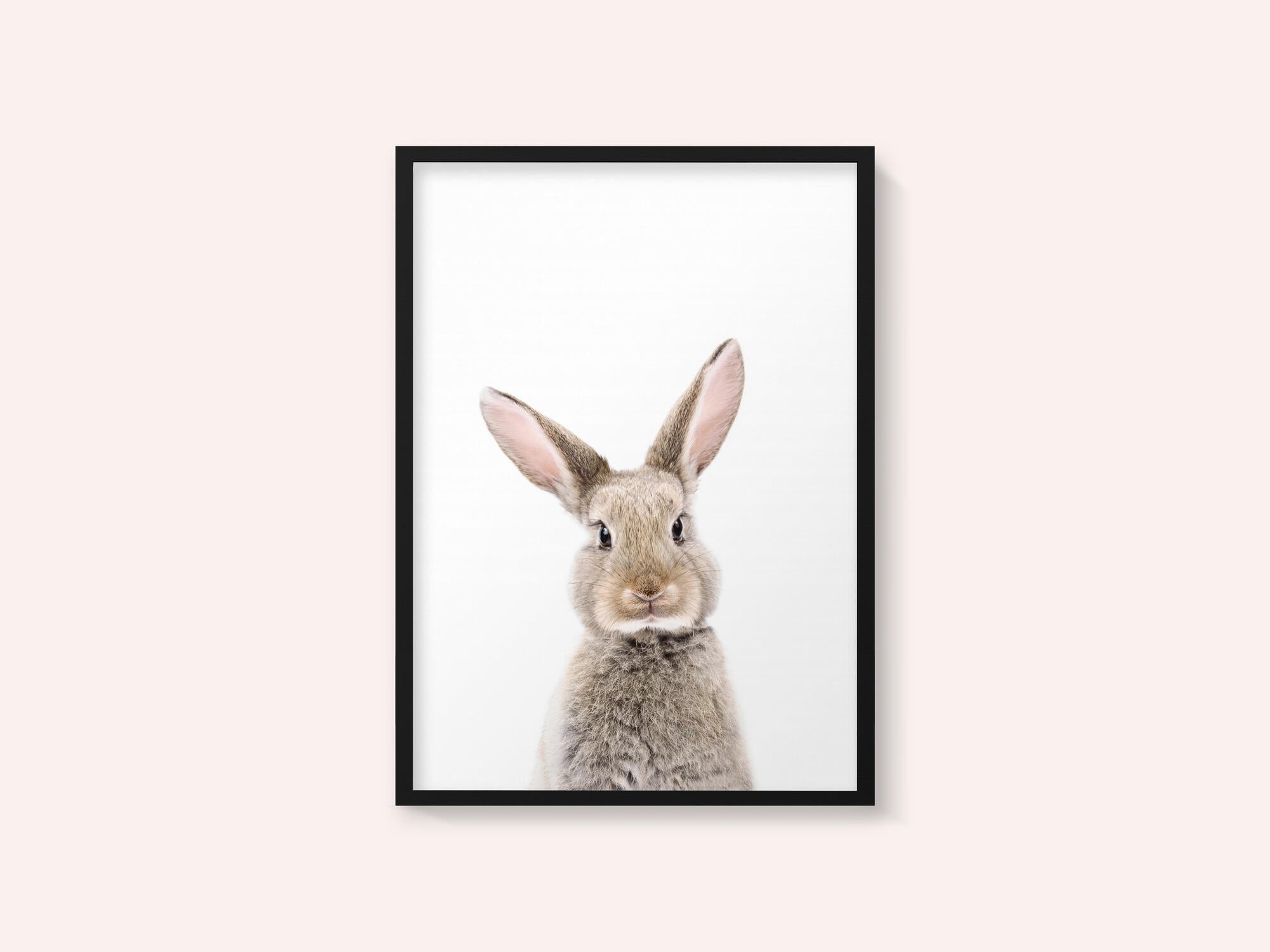 Baby Rabbit