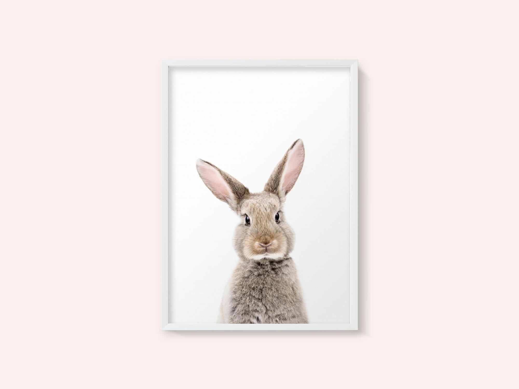 Baby Rabbit