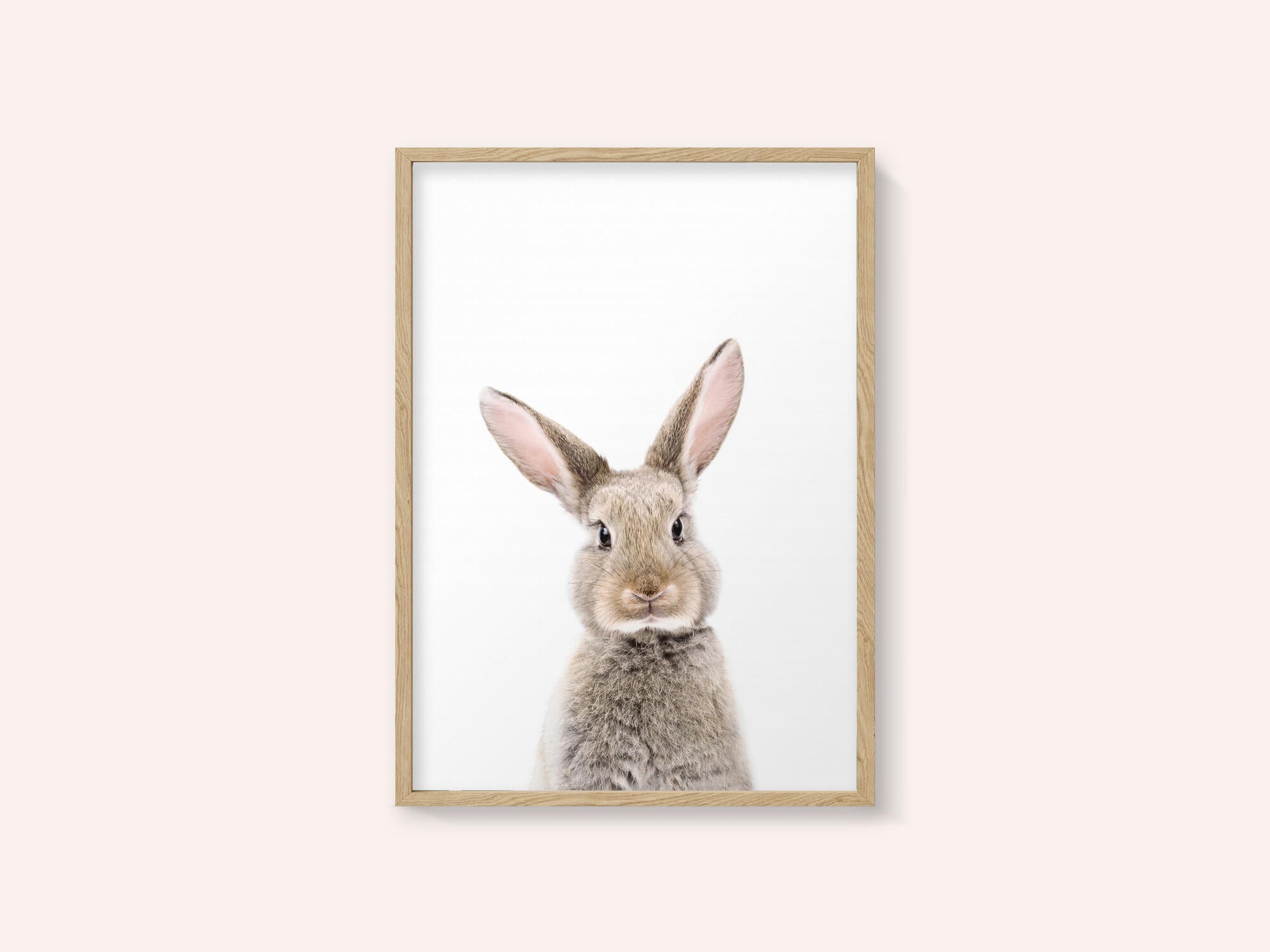 Baby Rabbit