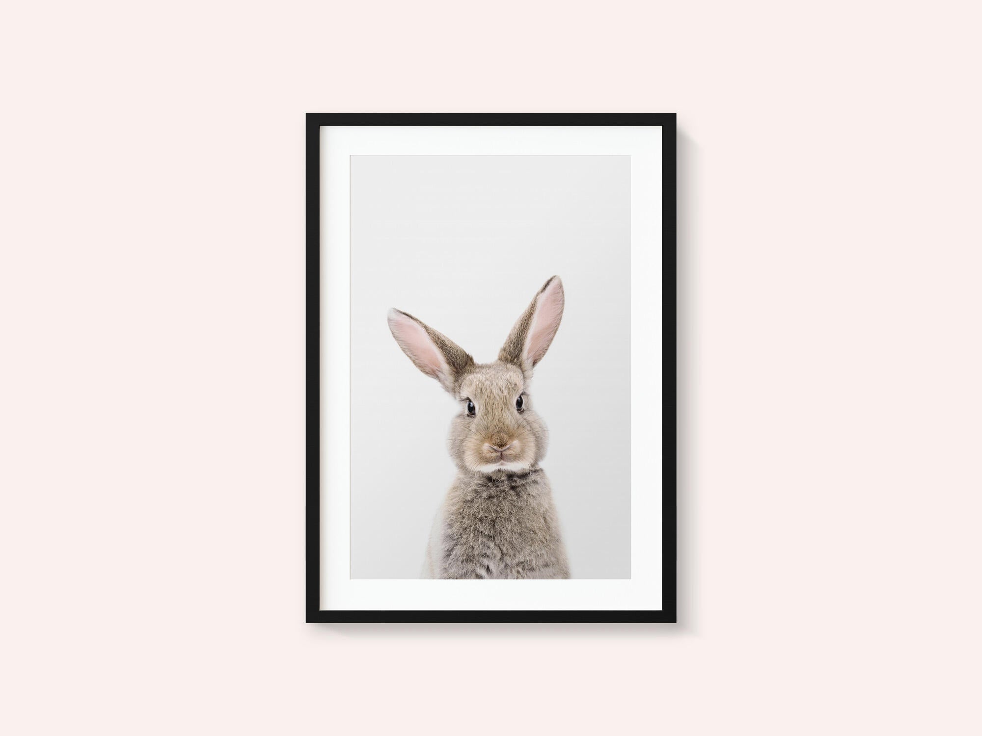 Baby Rabbit