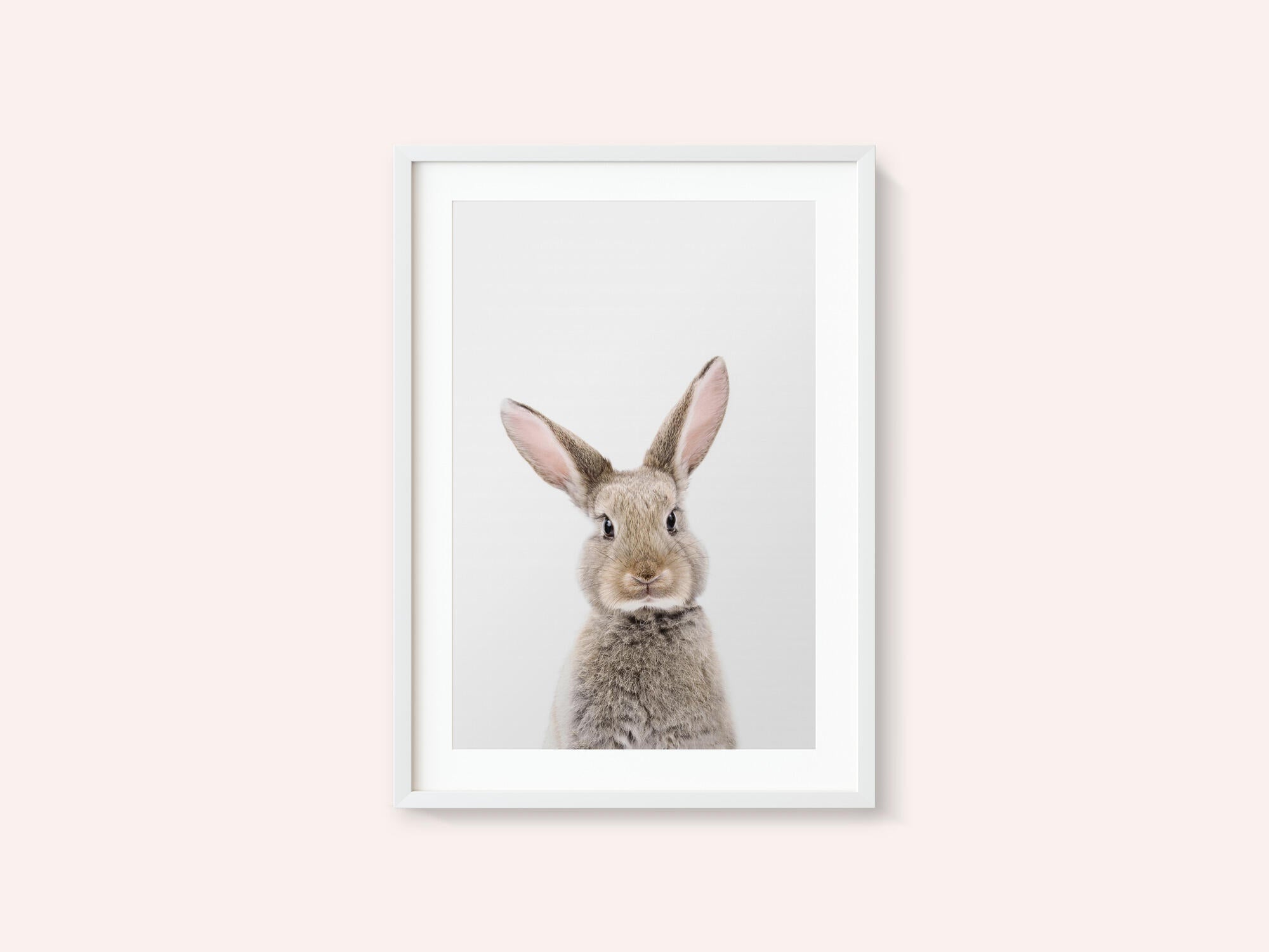 Baby Rabbit