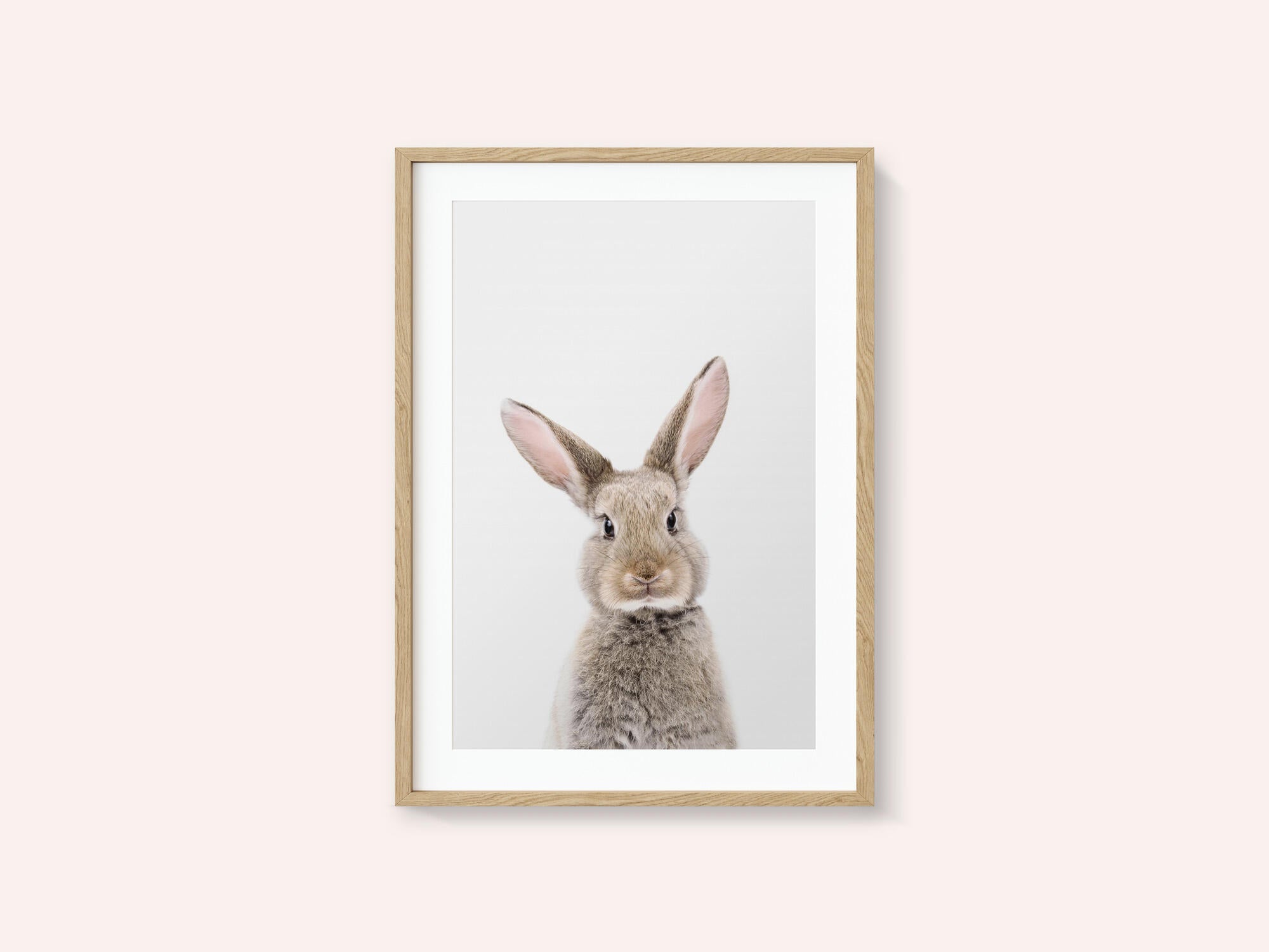 Baby Rabbit