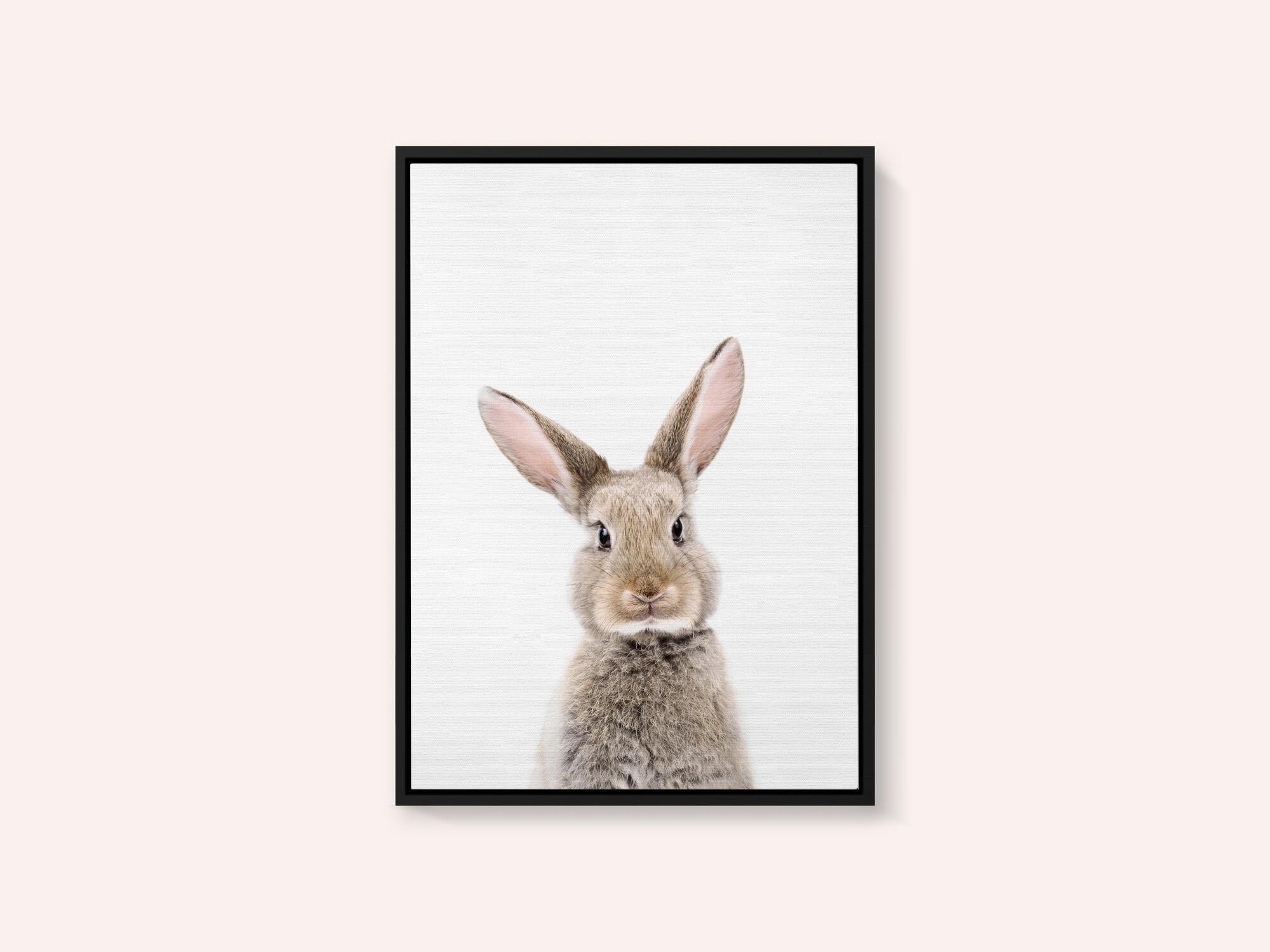 Baby Rabbit
