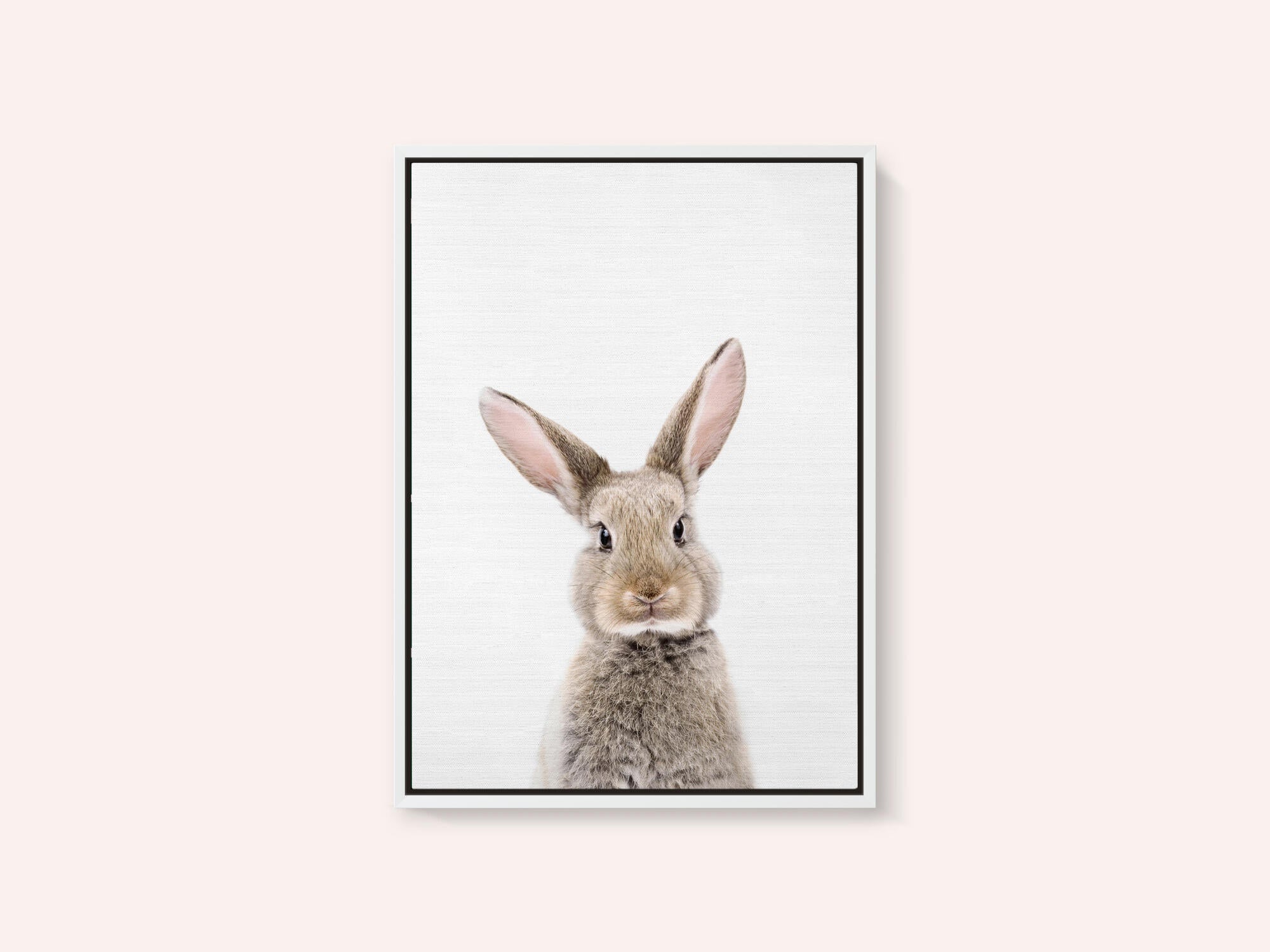 Baby Rabbit
