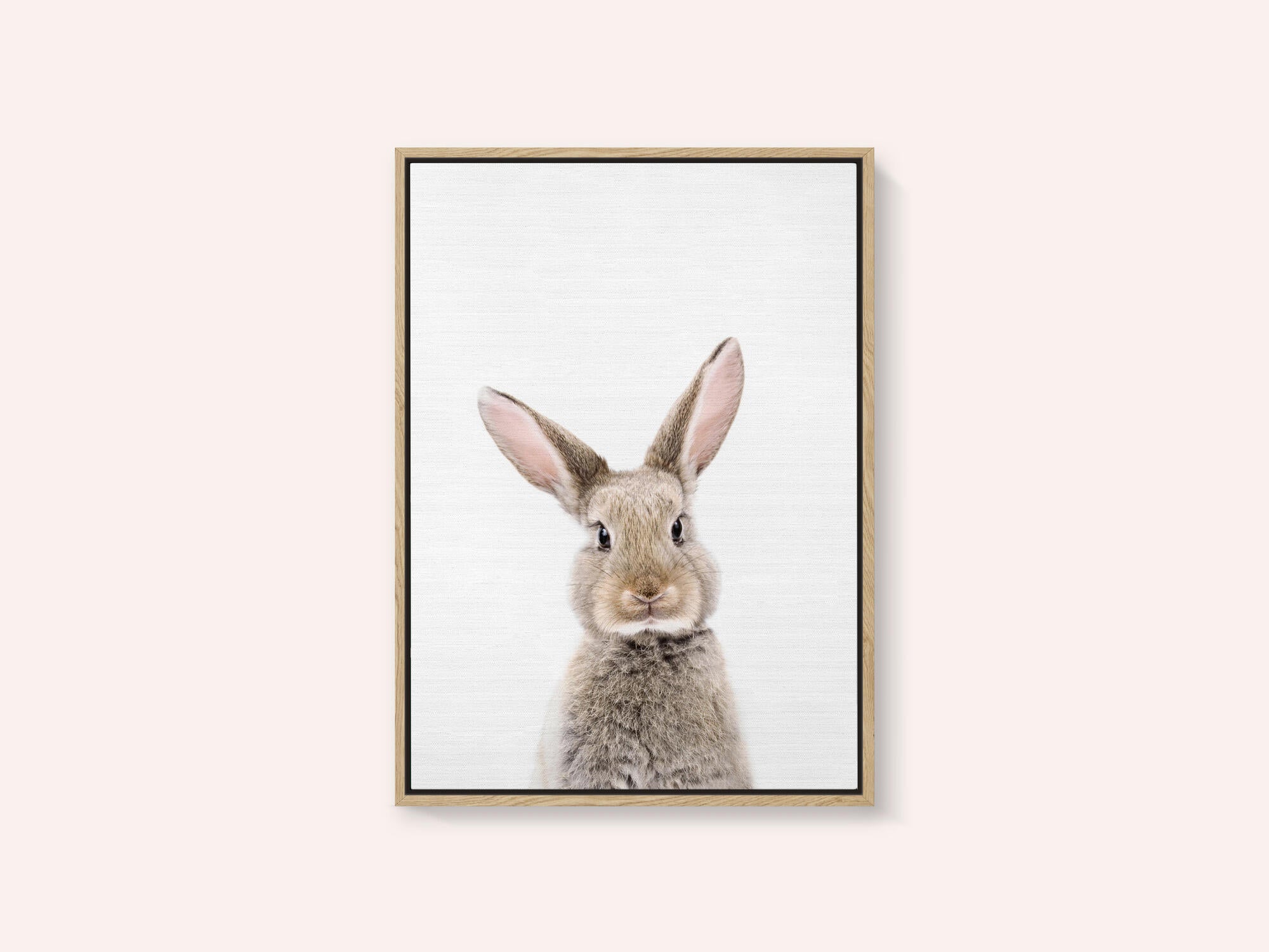 Baby Rabbit