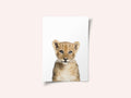 Baby Lion