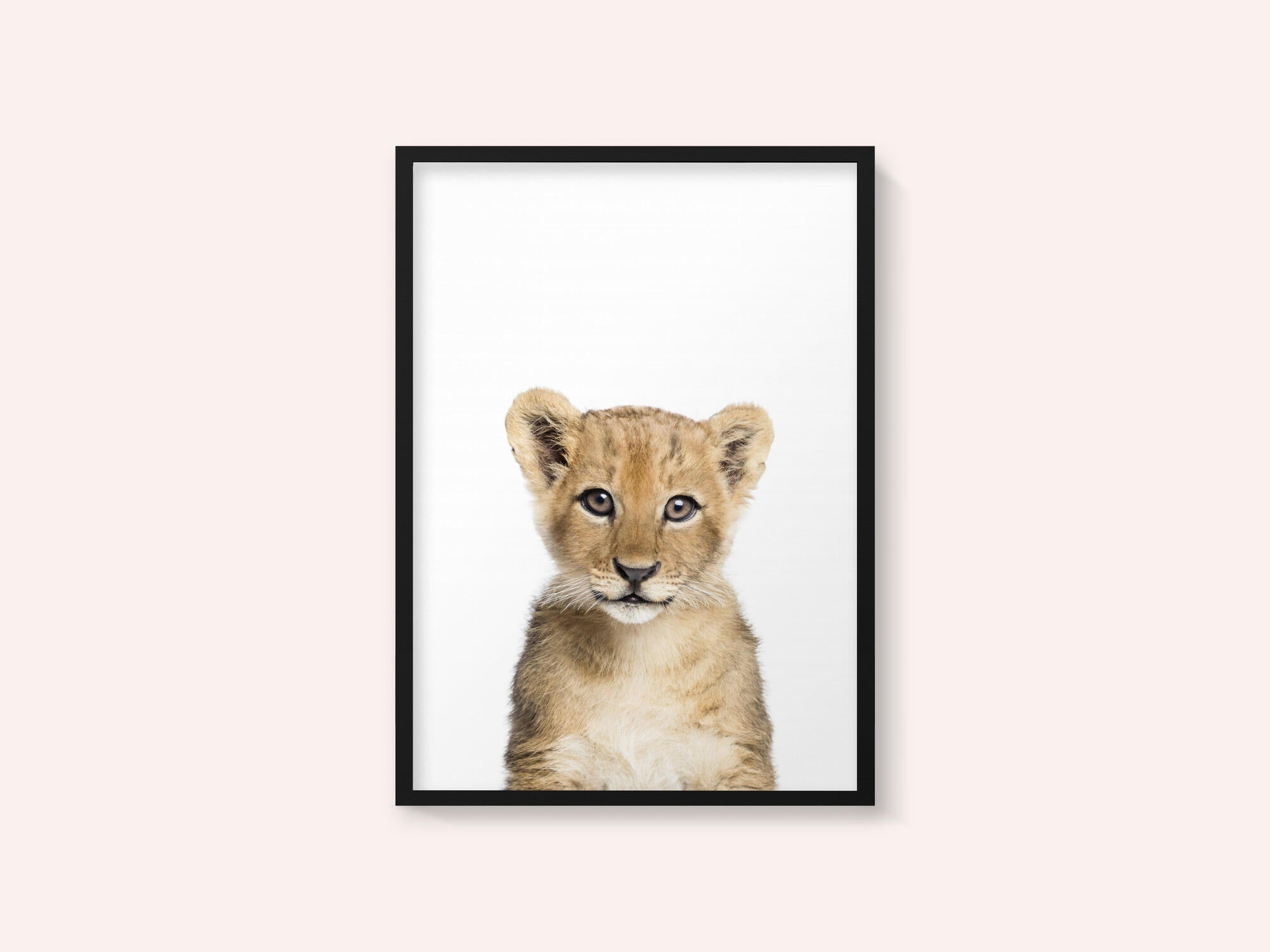 Baby Lion