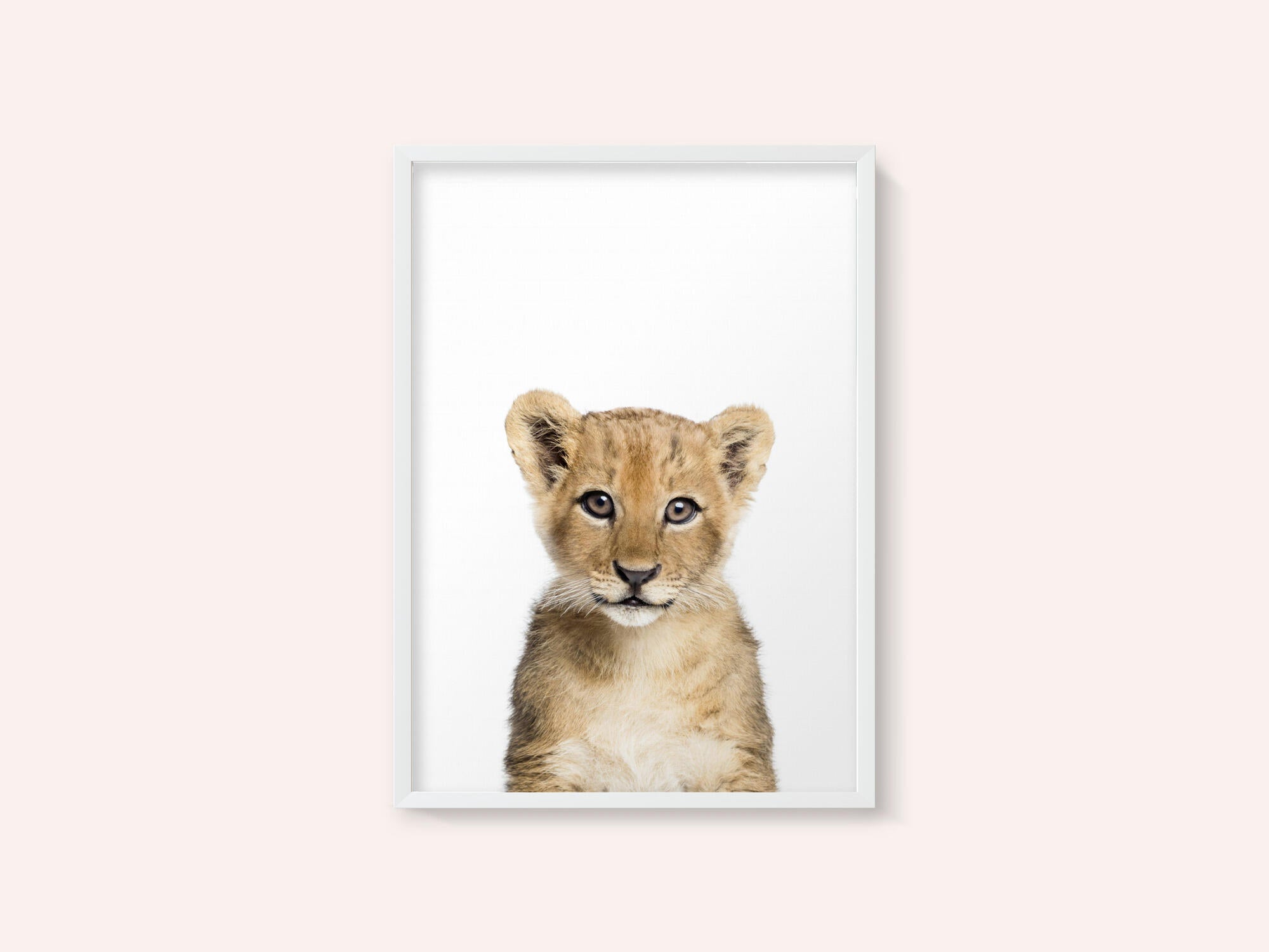 Baby Lion