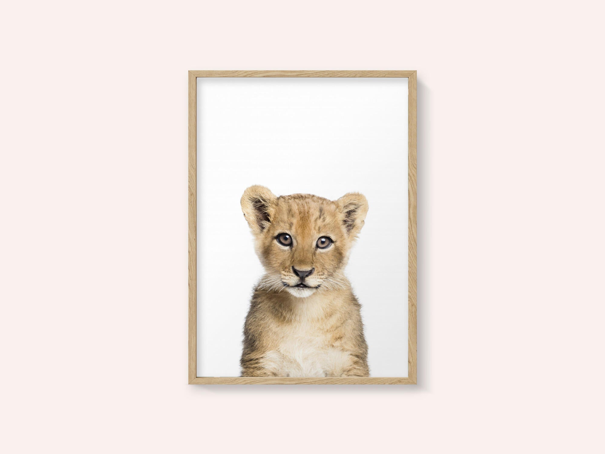 Baby Lion