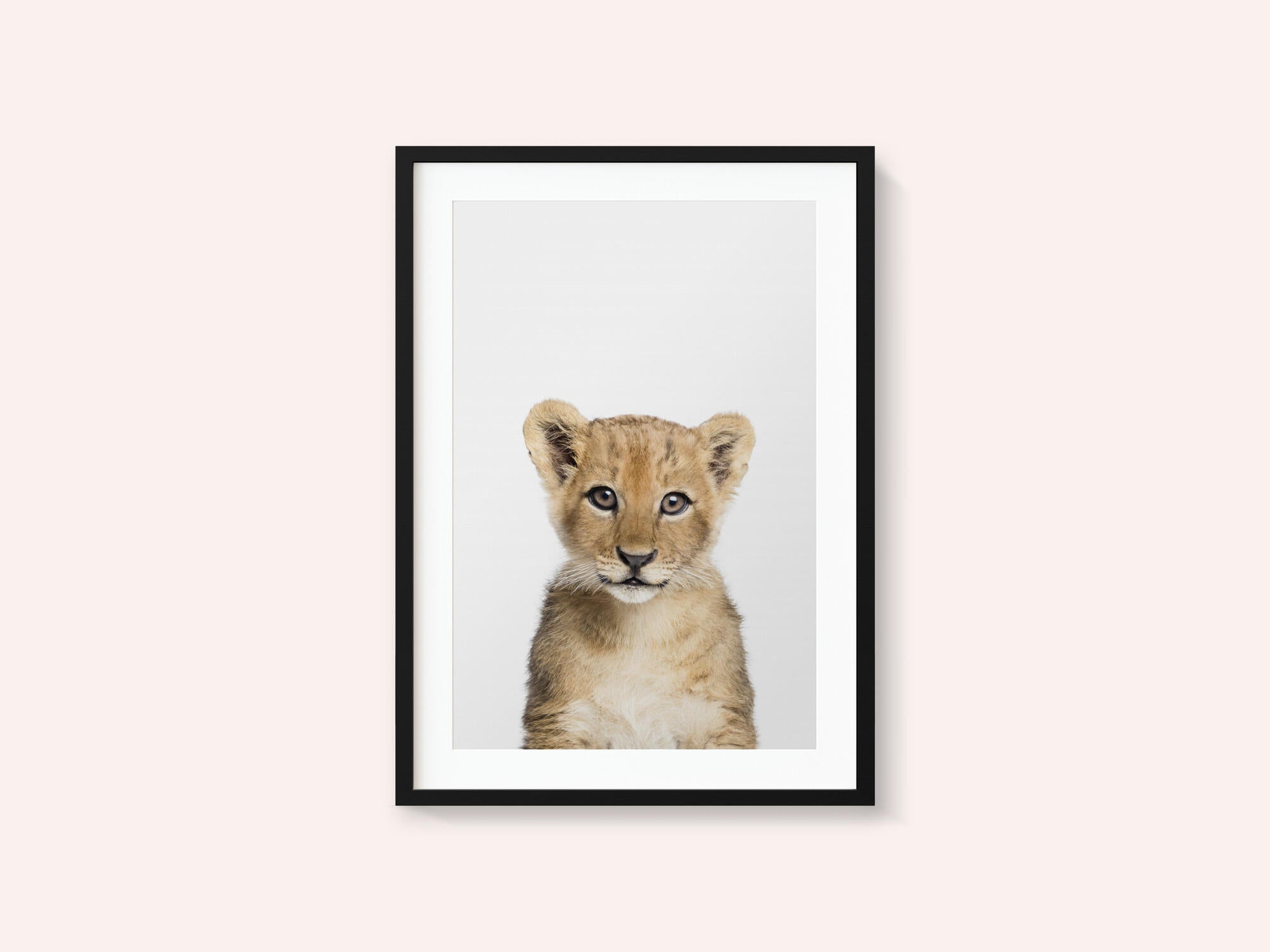 Baby Lion