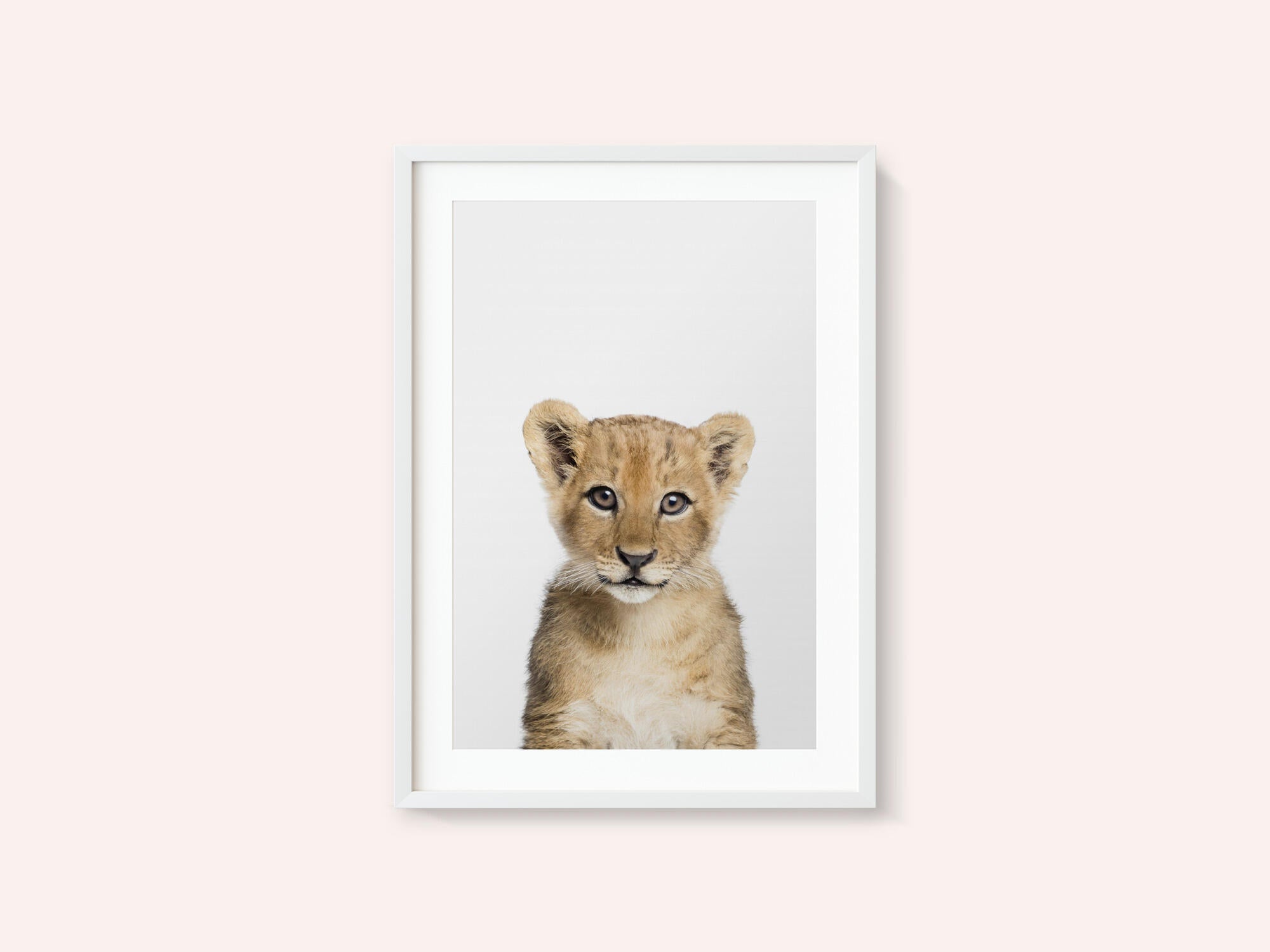 Baby Lion