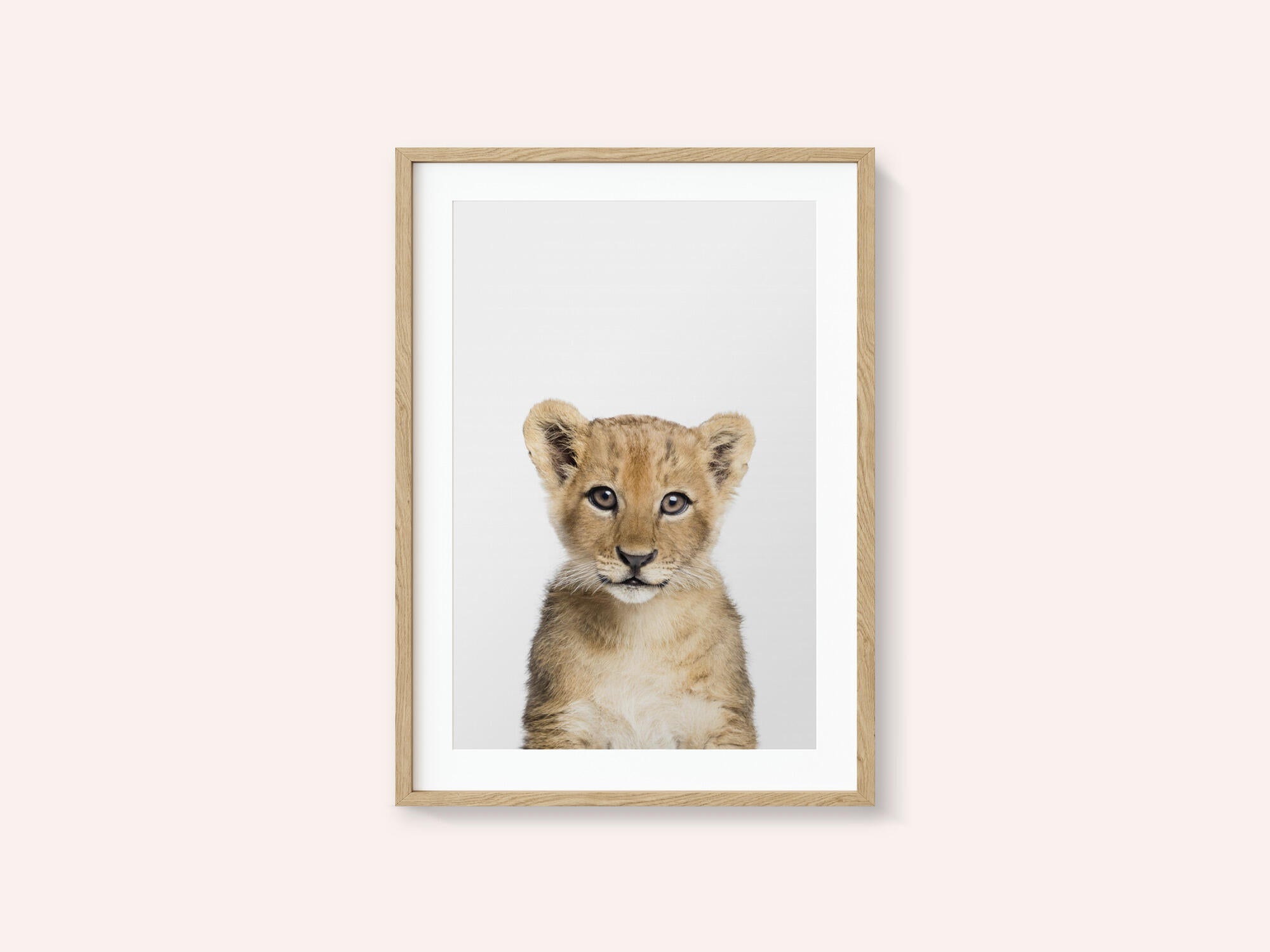 Baby Lion