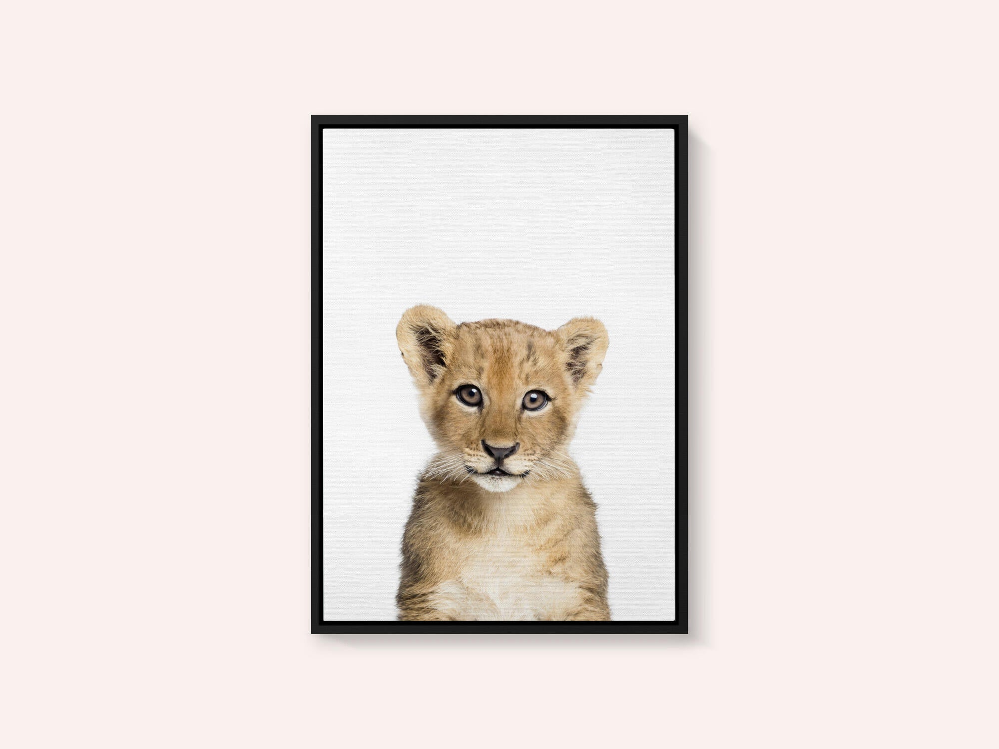 Baby Lion