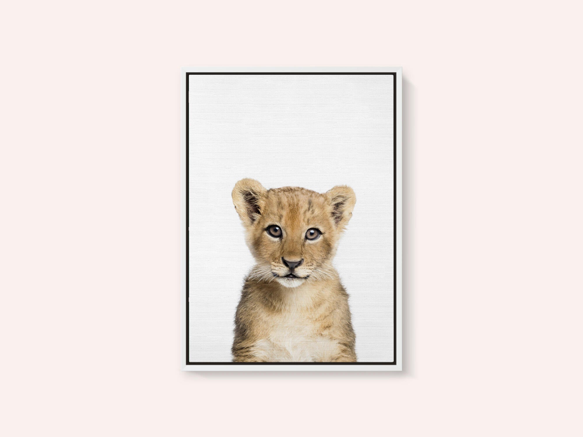 Baby Lion