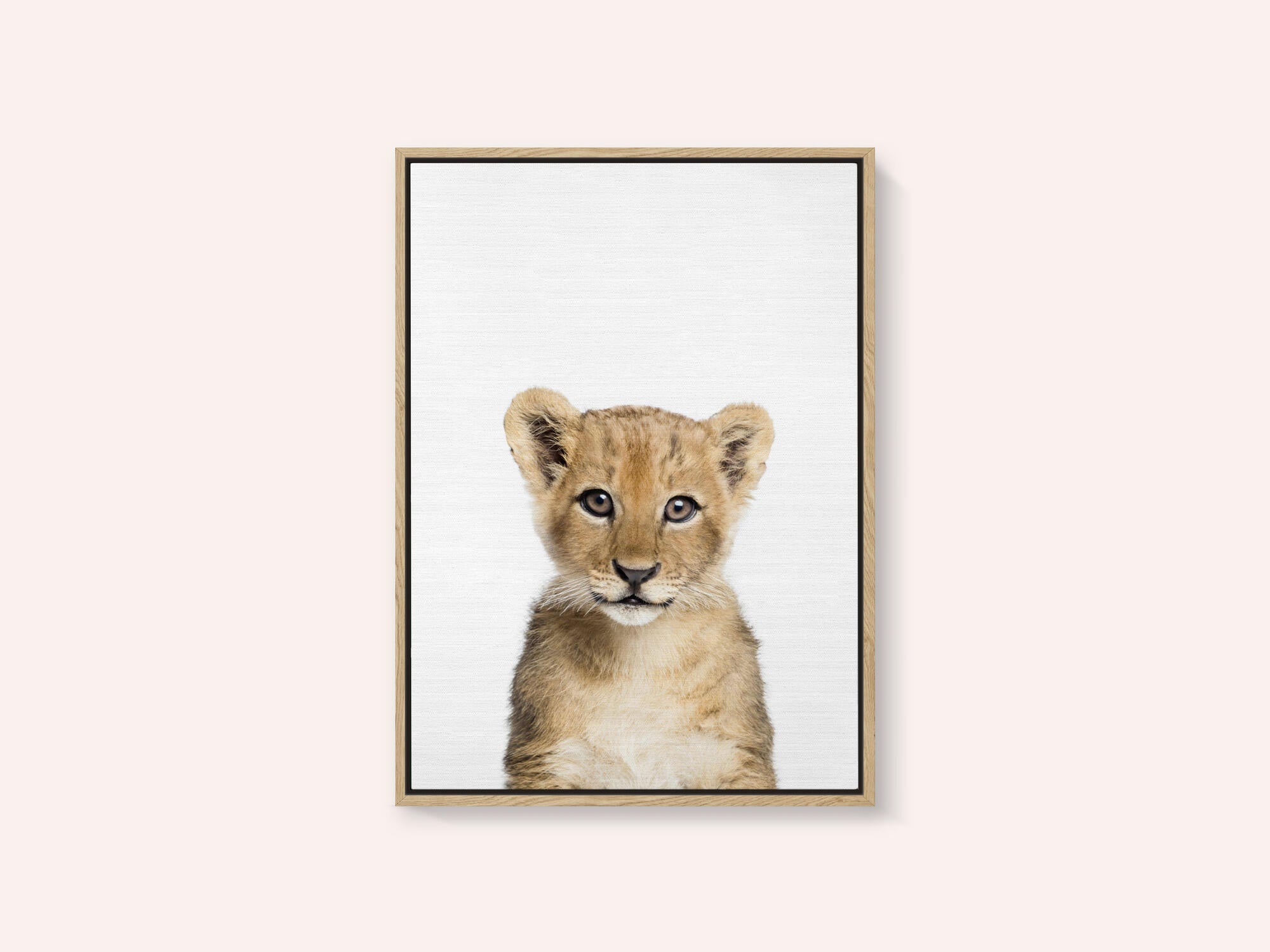 Baby Lion
