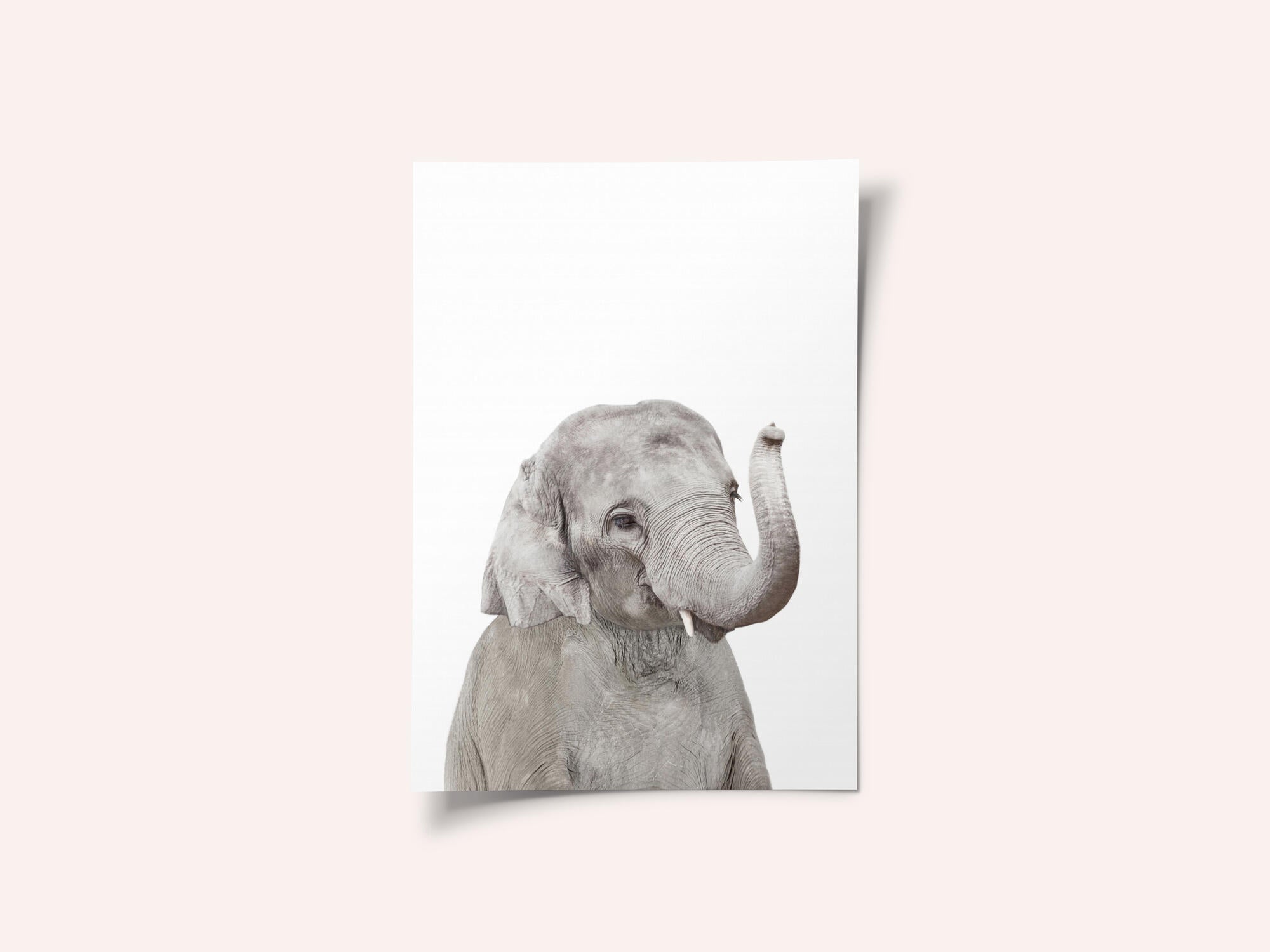 Baby Elephant