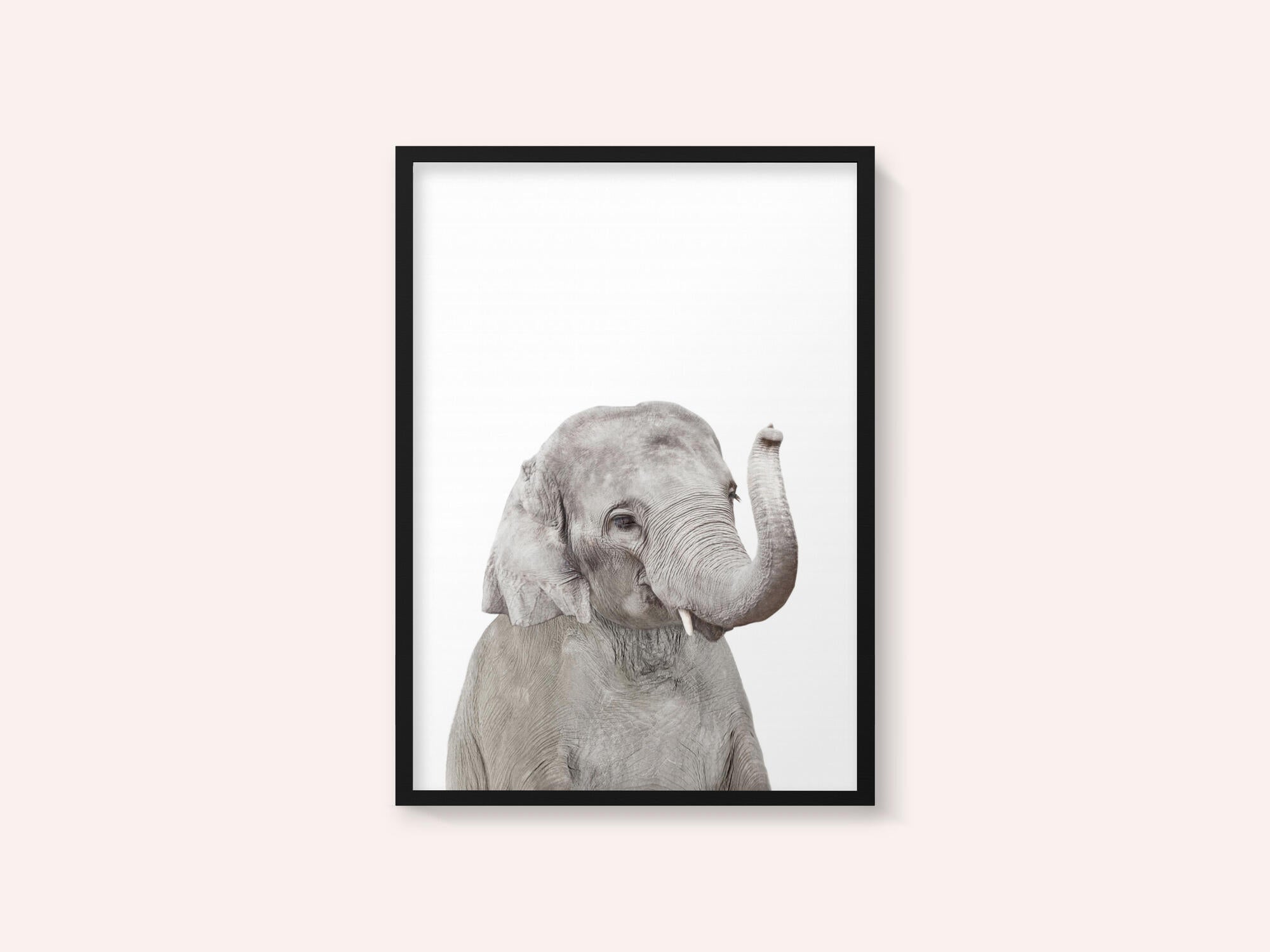 Baby Elephant