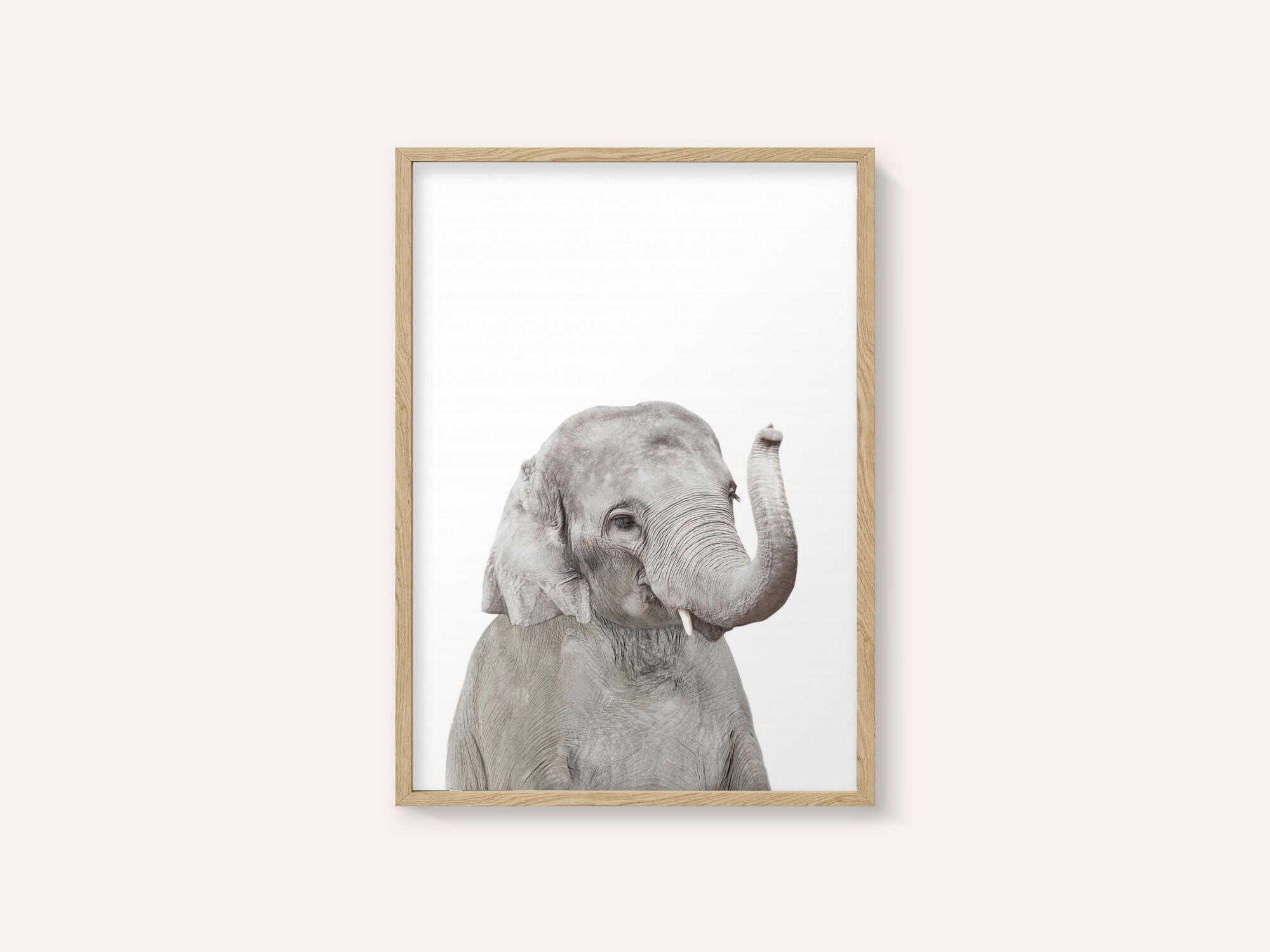 Baby Elephant