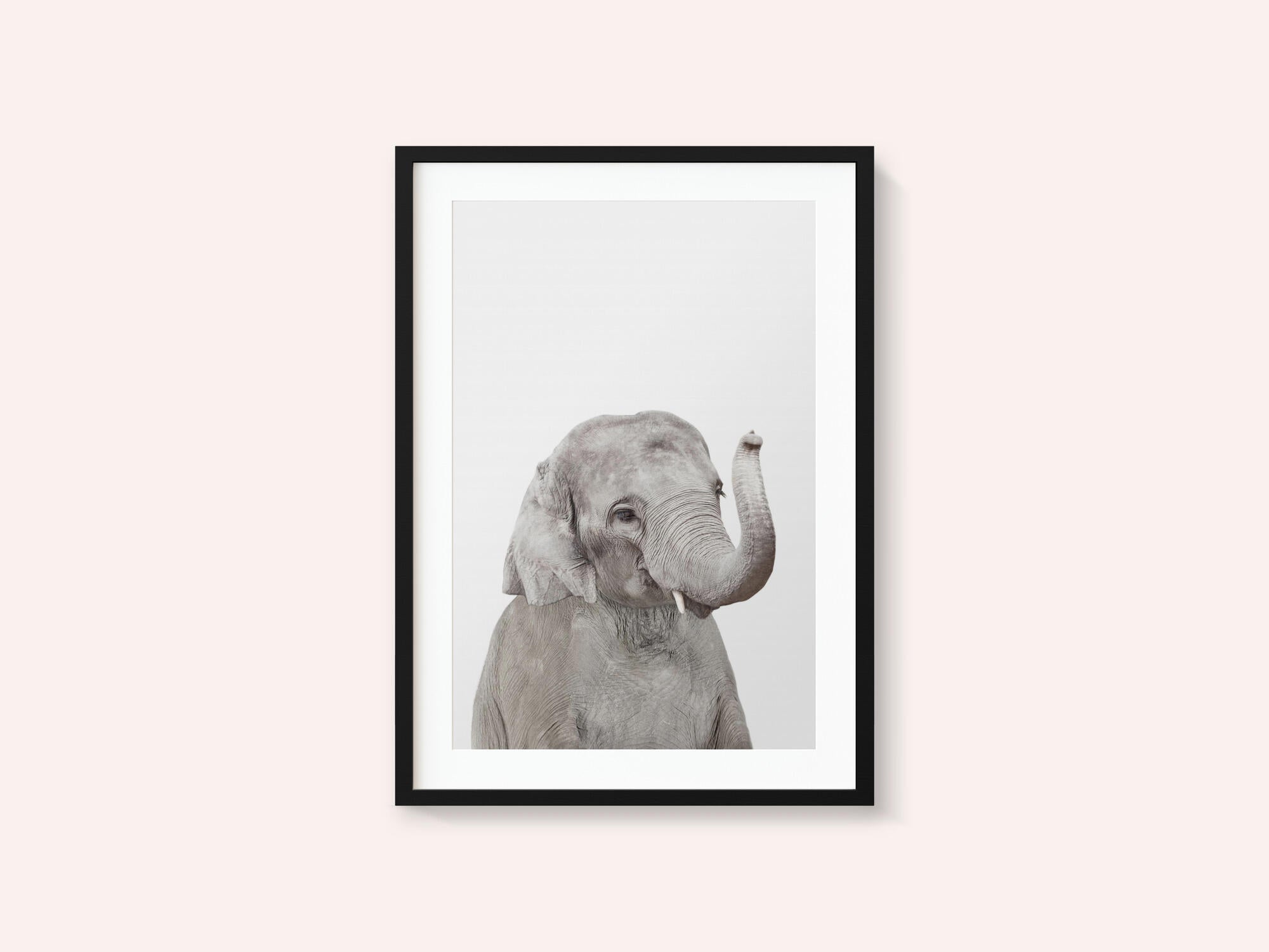 Baby Elephant
