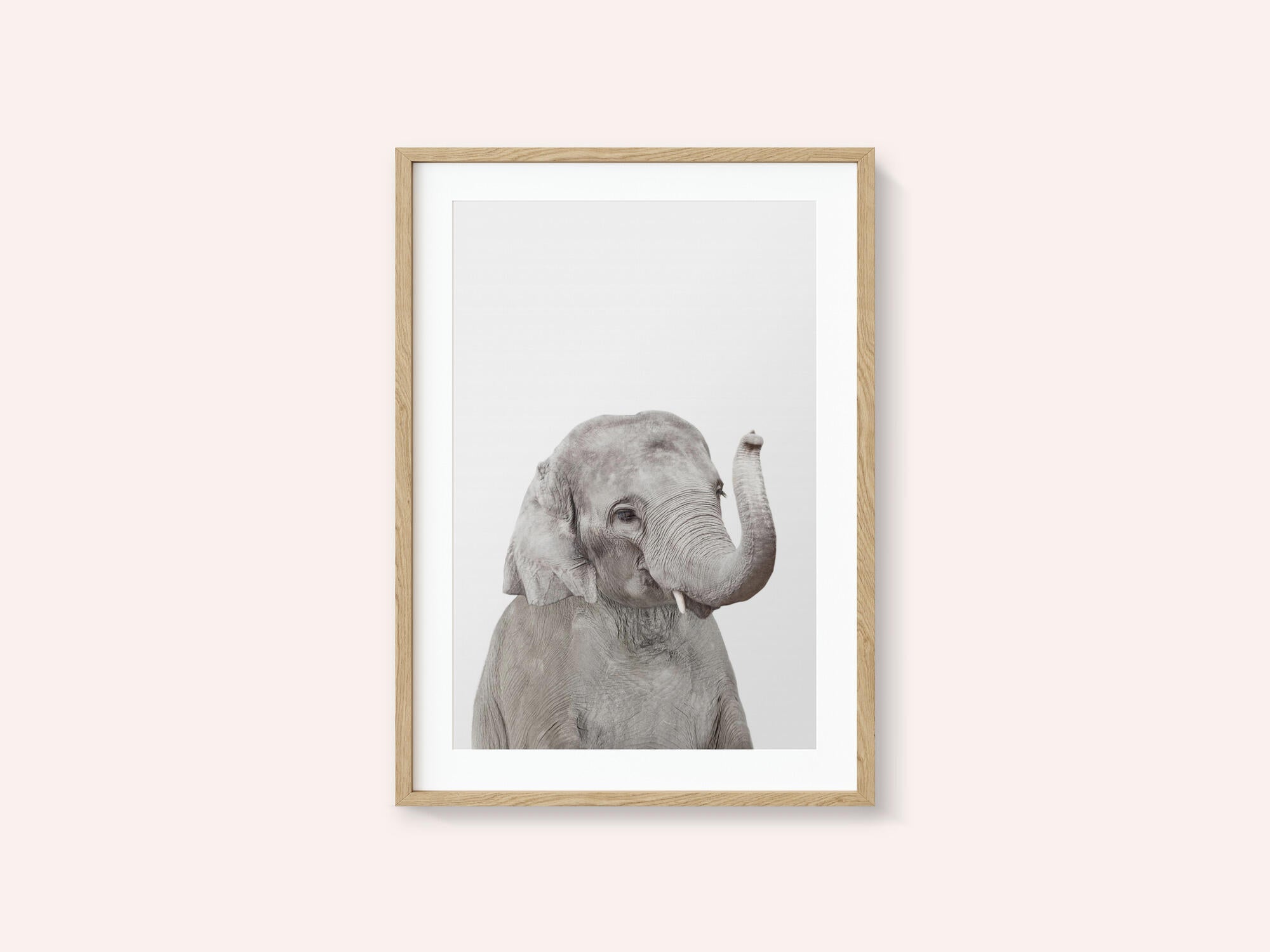 Baby Elephant