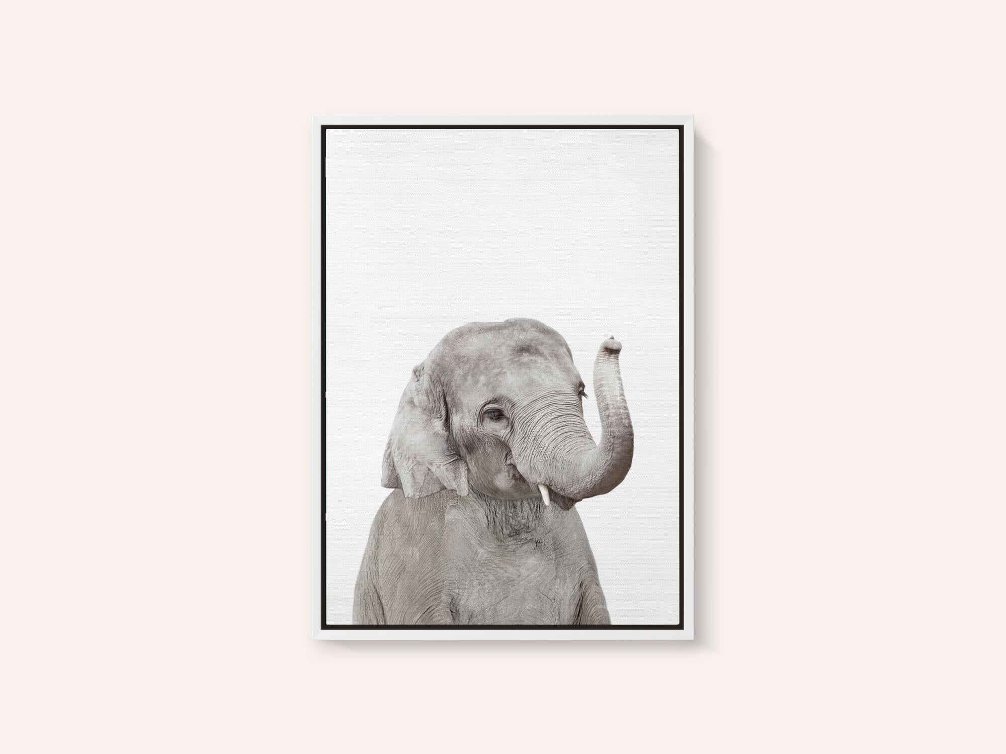 Baby Elephant