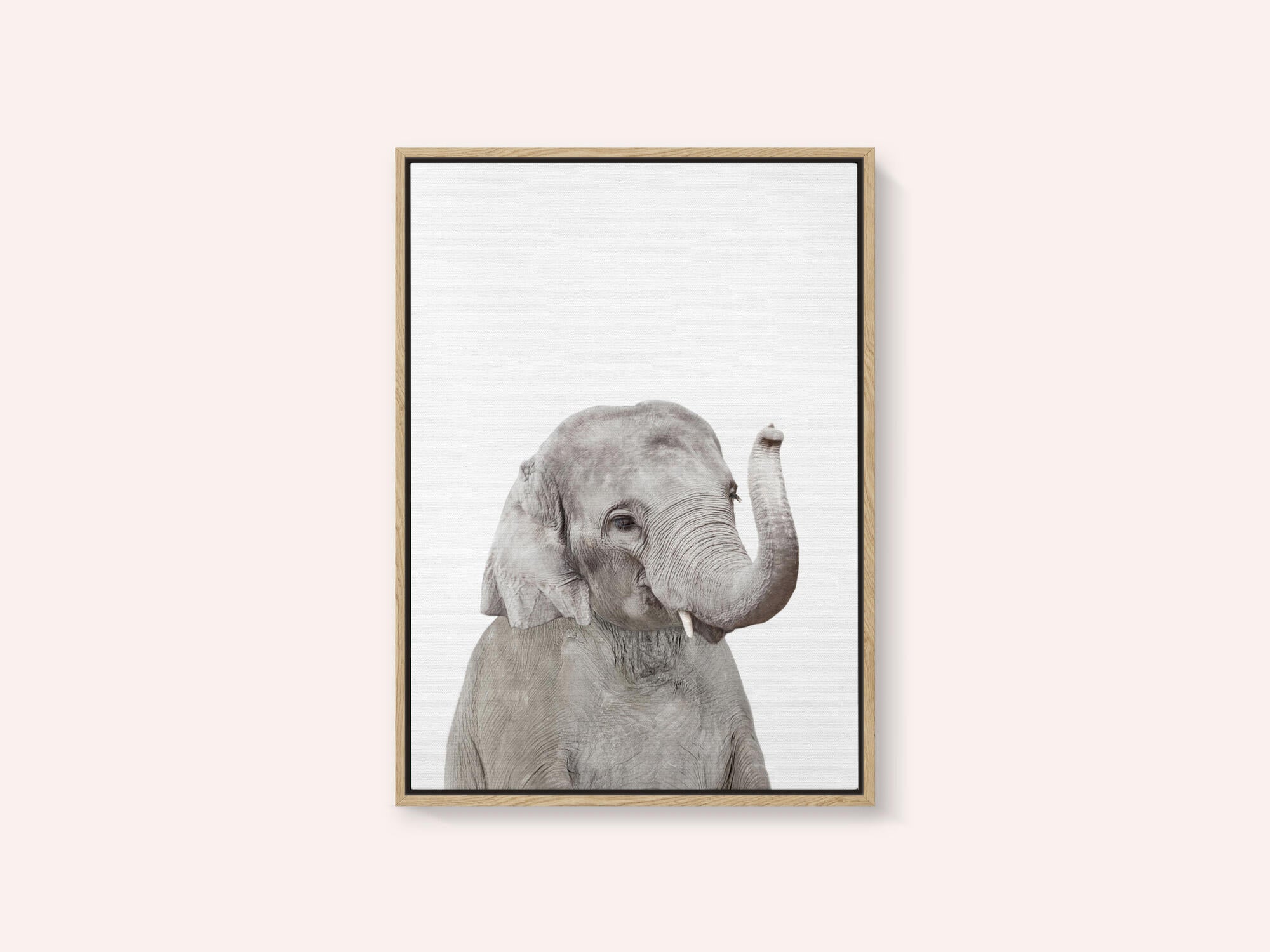Baby Elephant