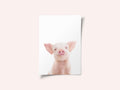 Baby Pig