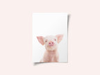 Baby Pig