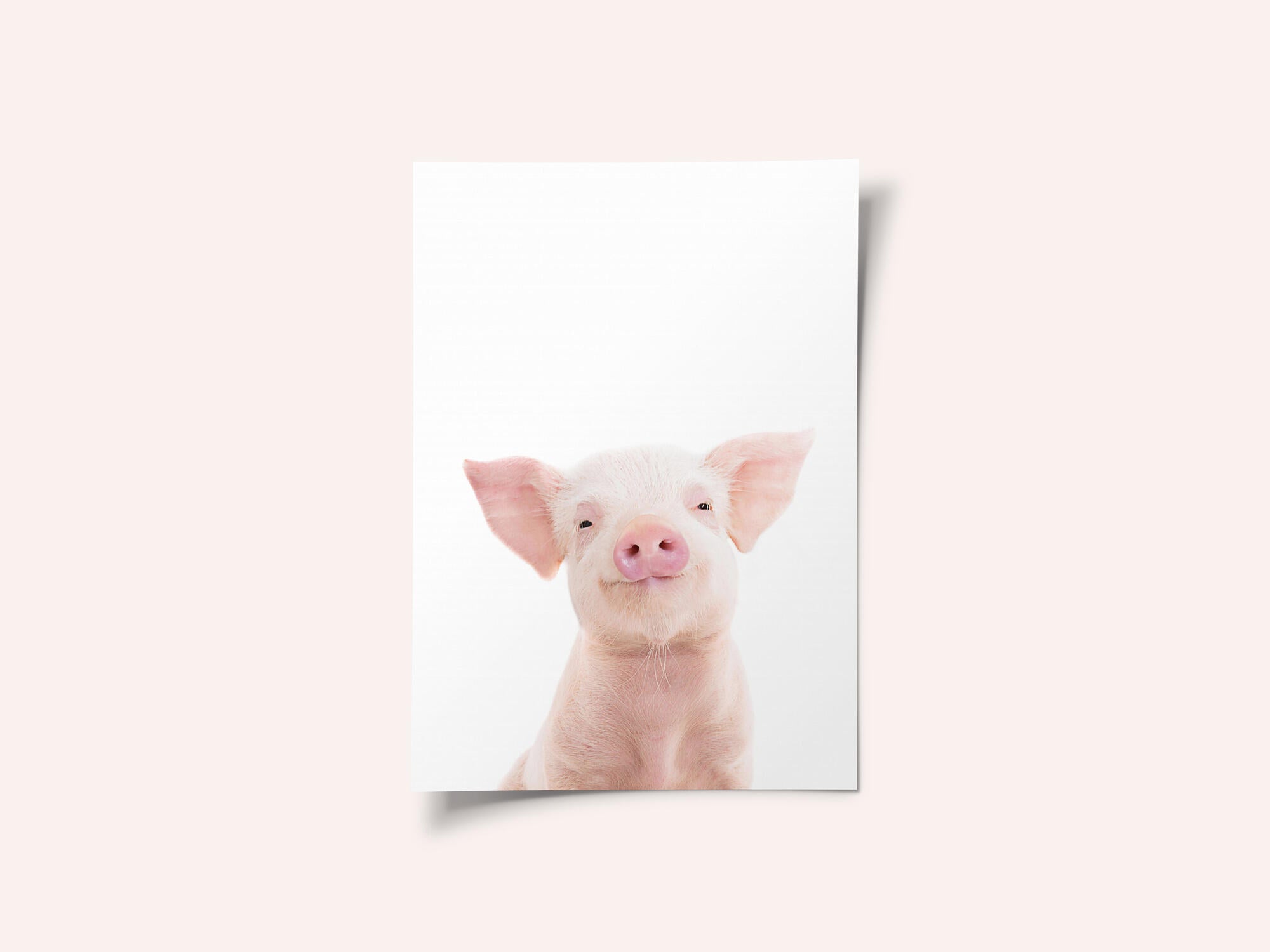 Baby Pig