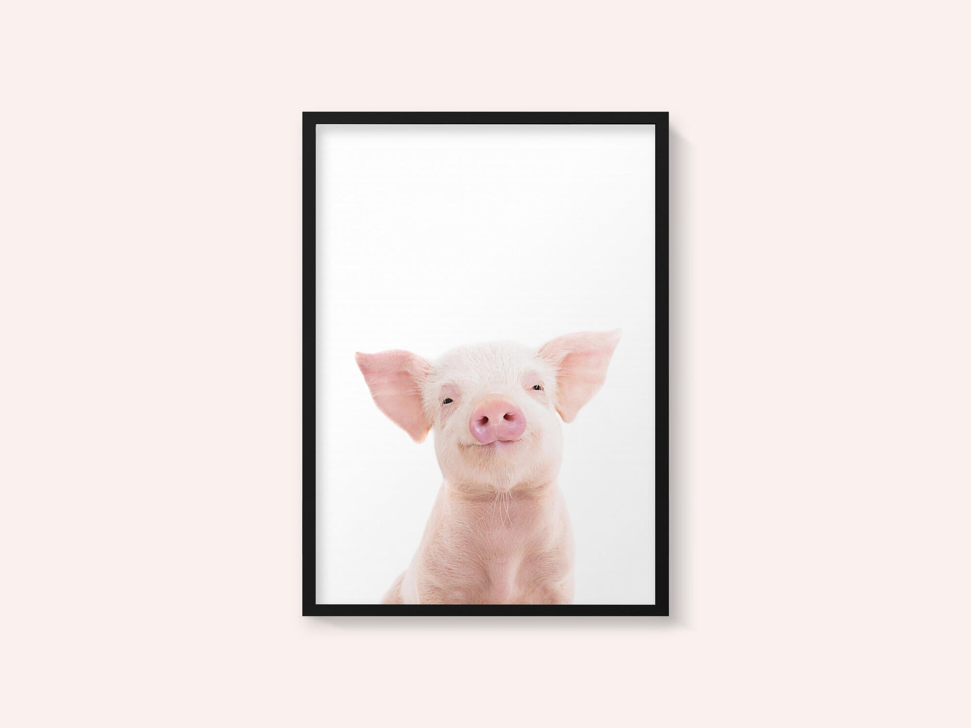 Baby Pig