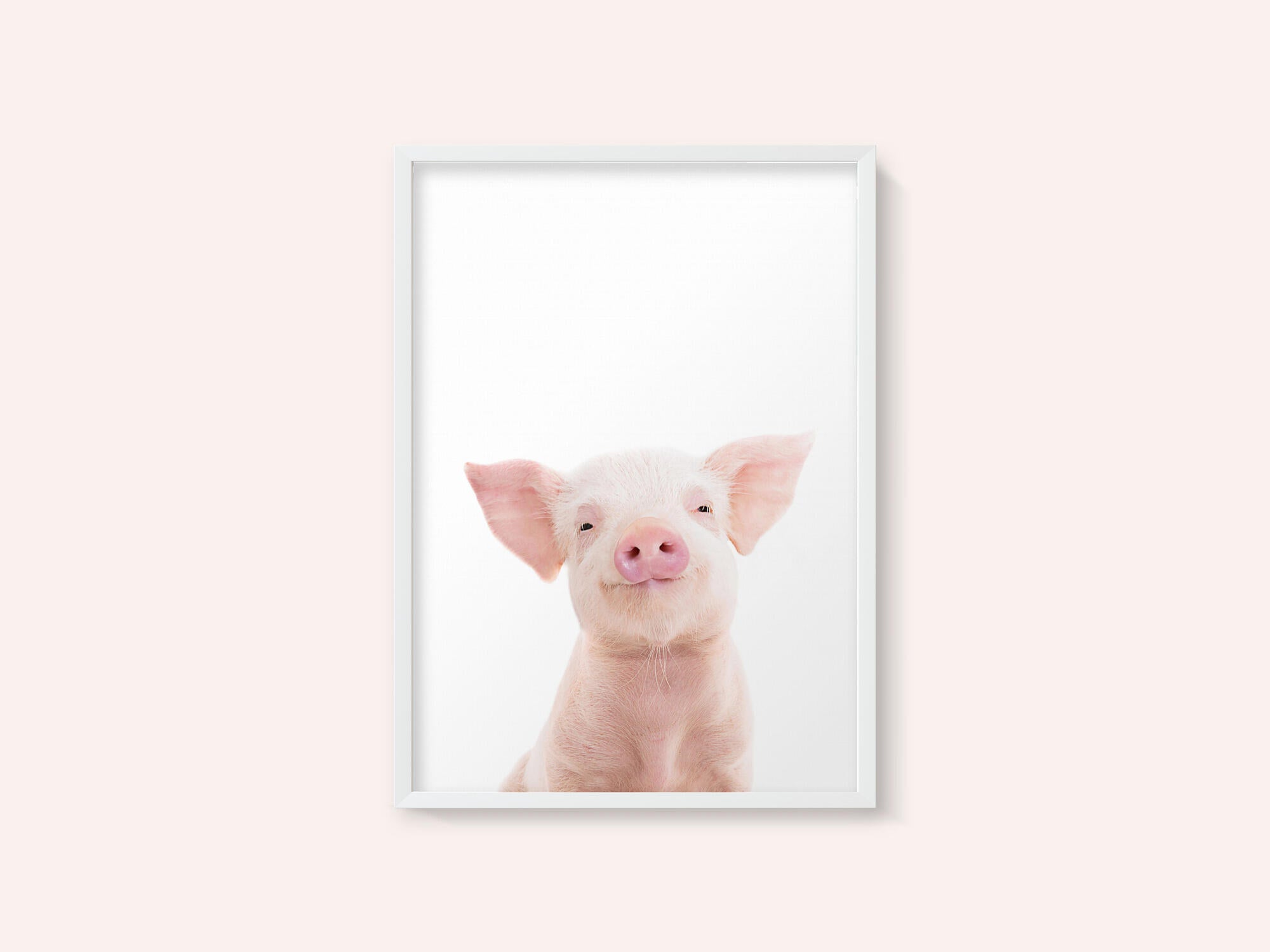 Baby Pig