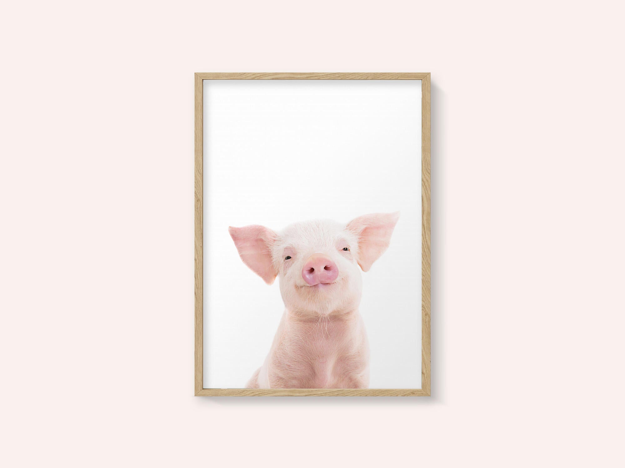 Baby Pig
