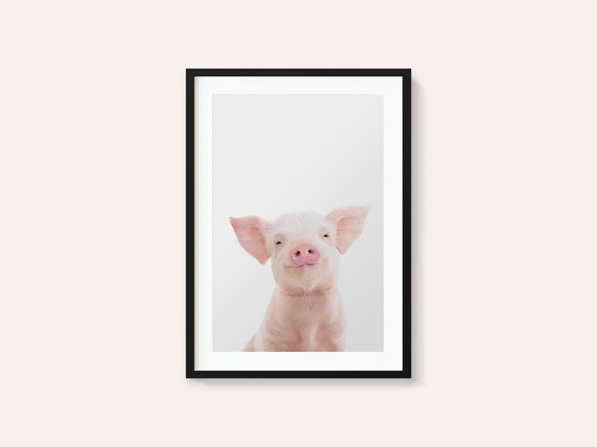 Baby Pig