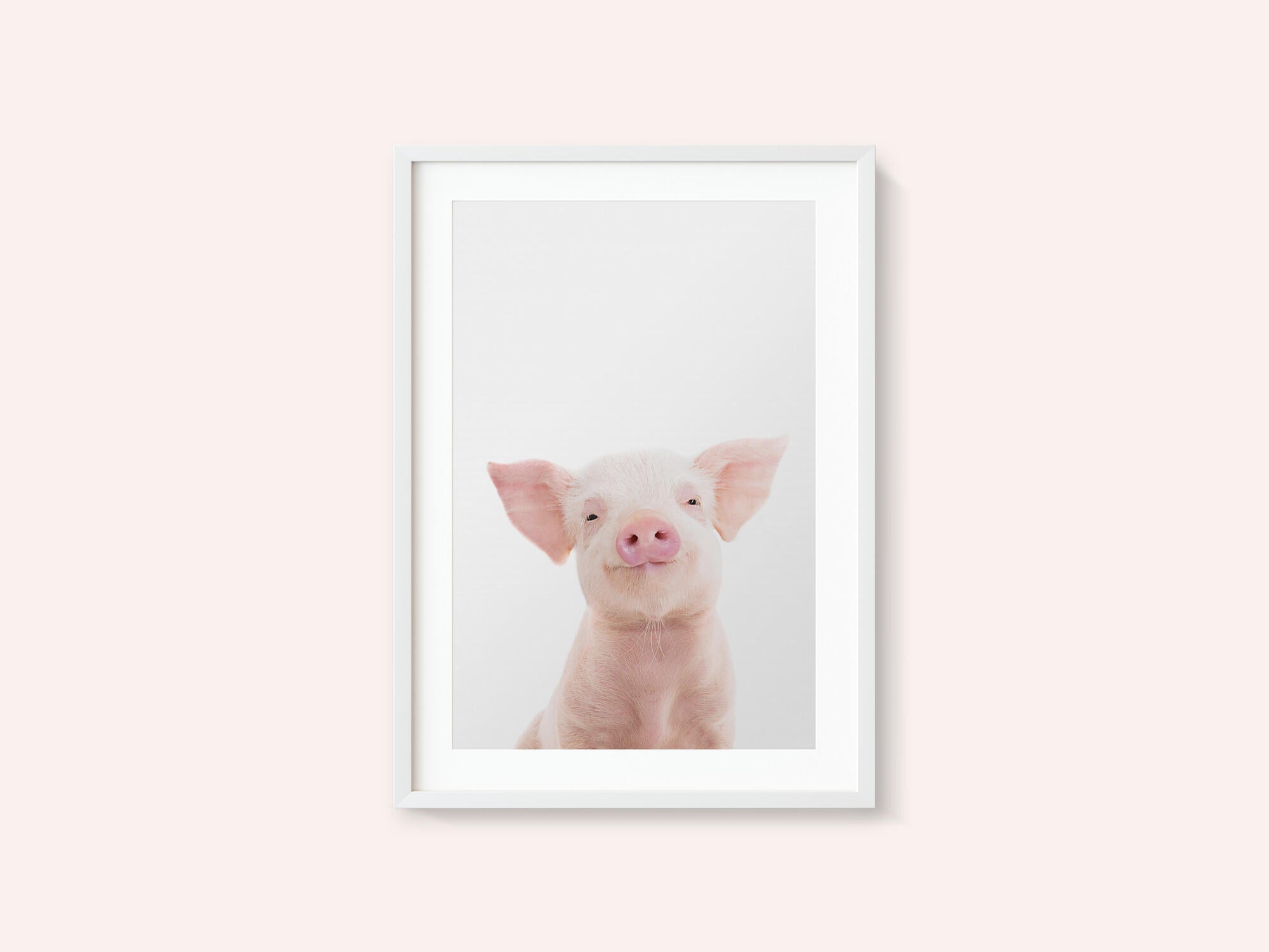 Baby Pig