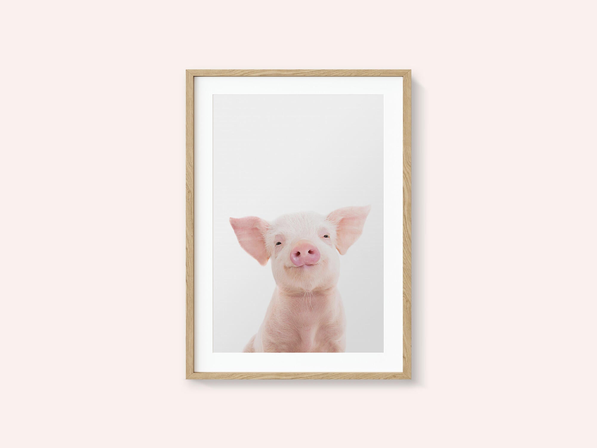 Baby Pig