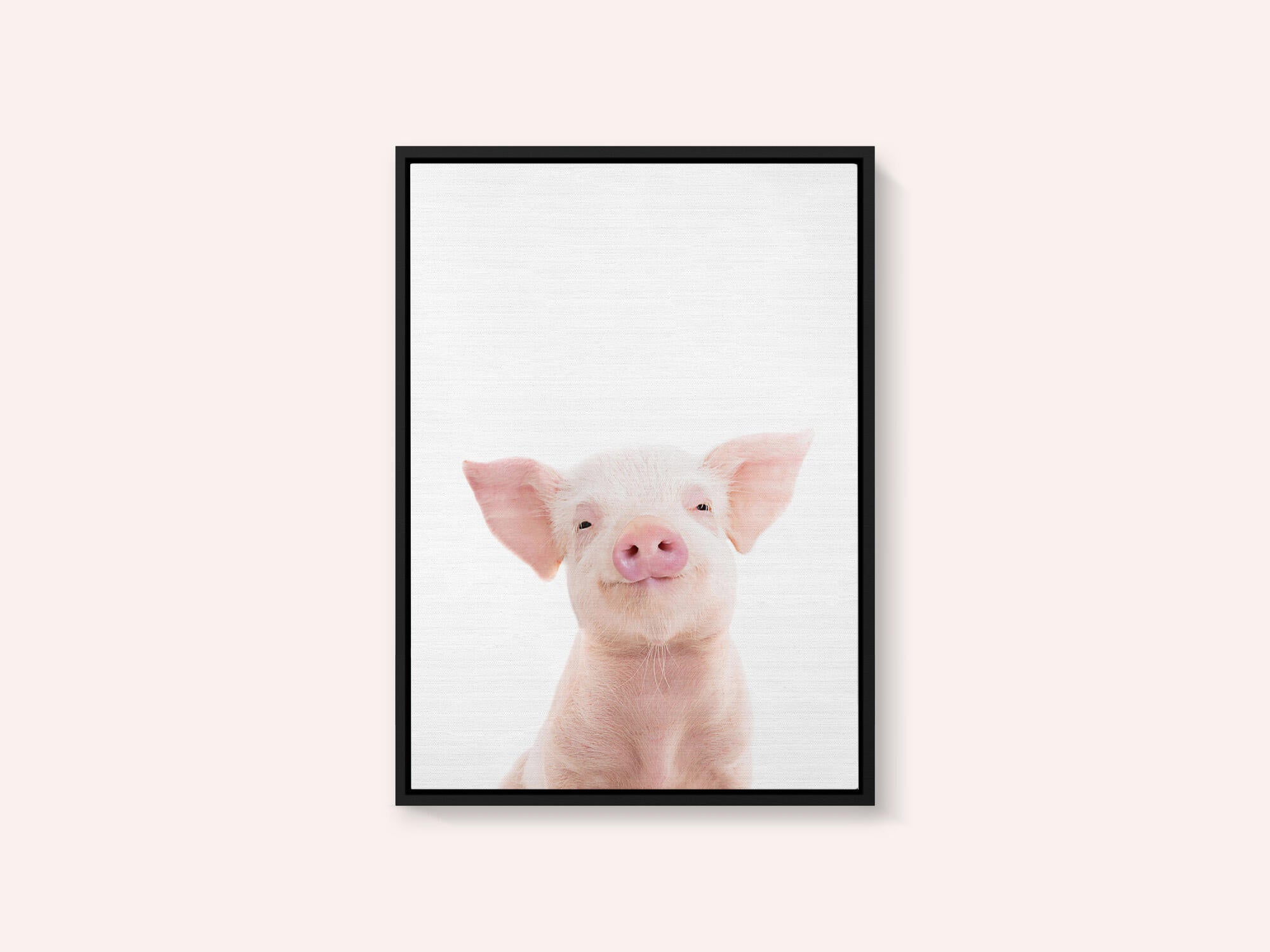 Baby Pig