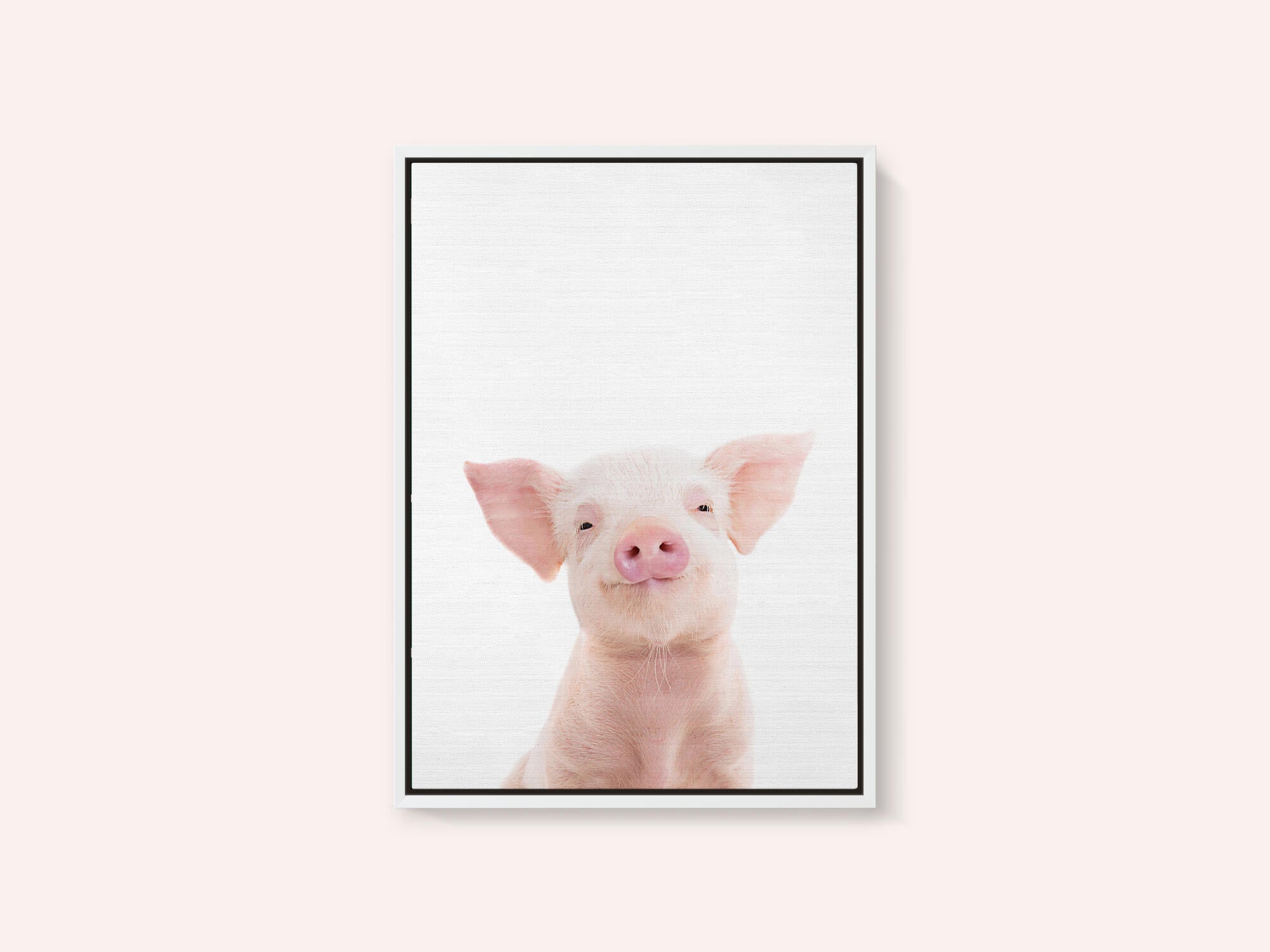 Baby Pig