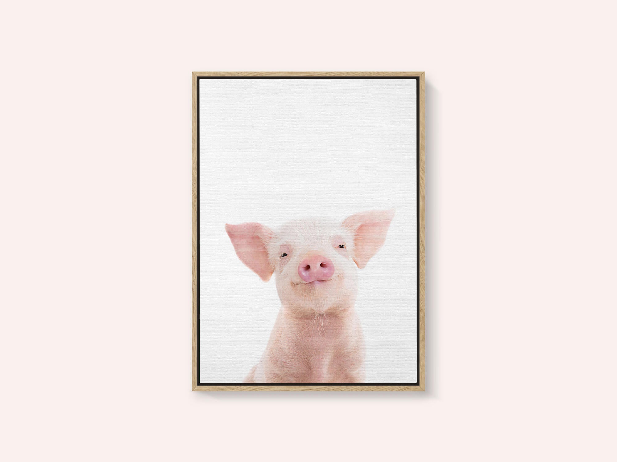 Baby Pig