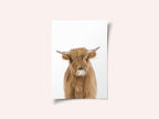 Baby Cow