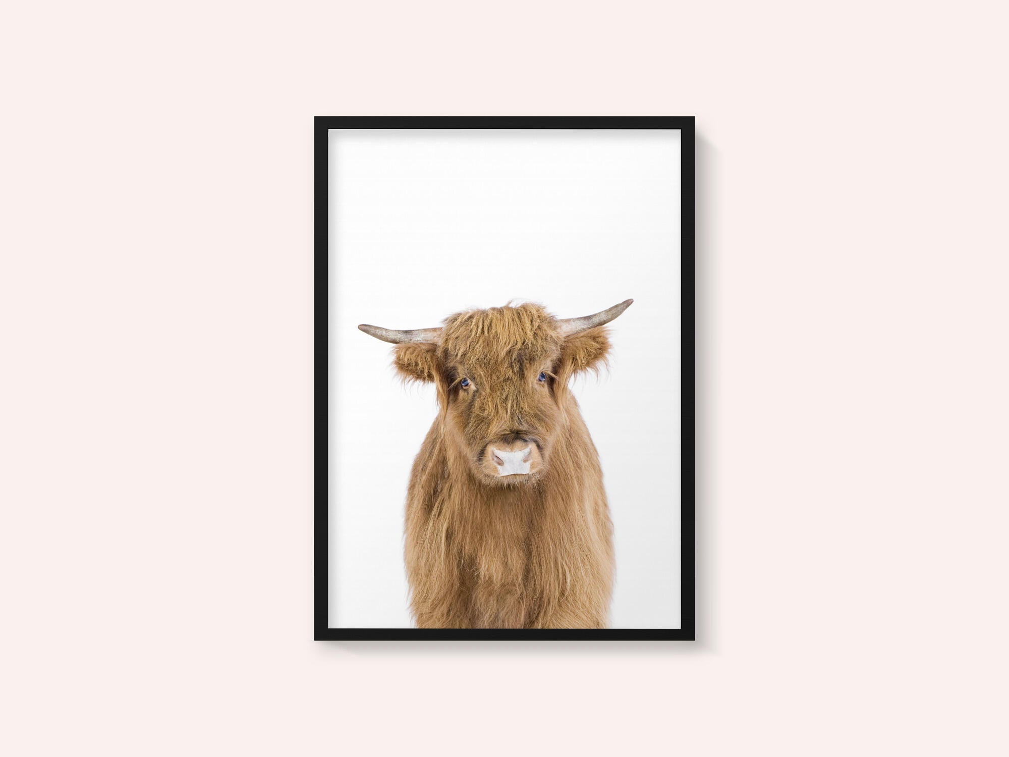 Baby Cow