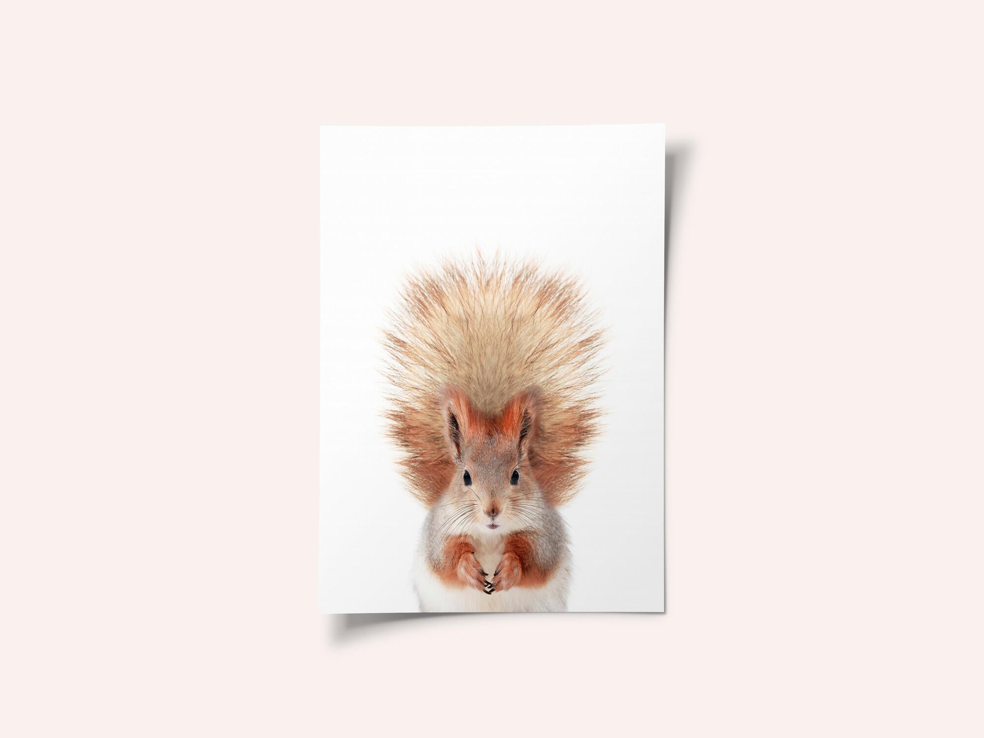 Baby Squirel