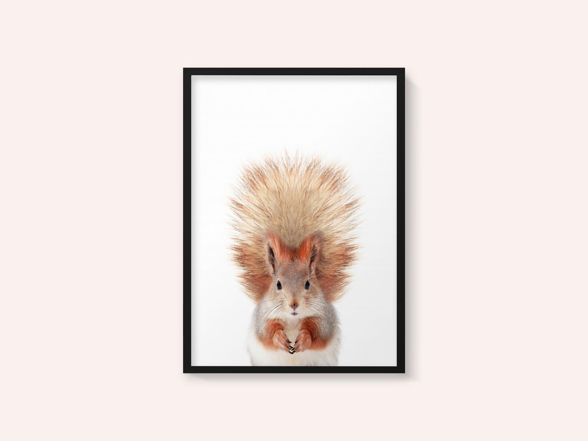 Baby Squirel