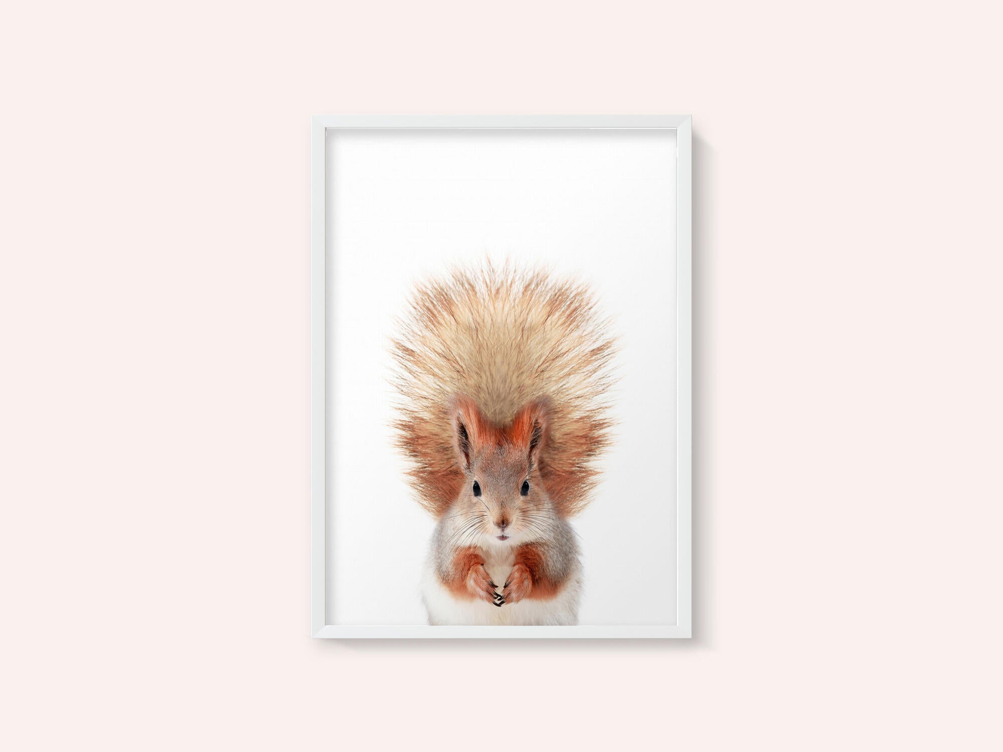 Baby Squirel
