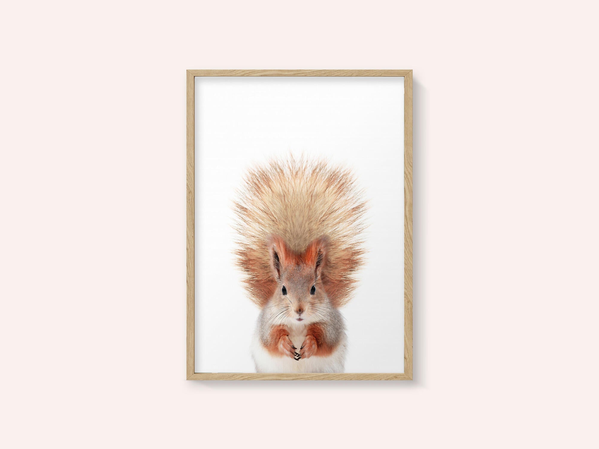 Baby Squirel