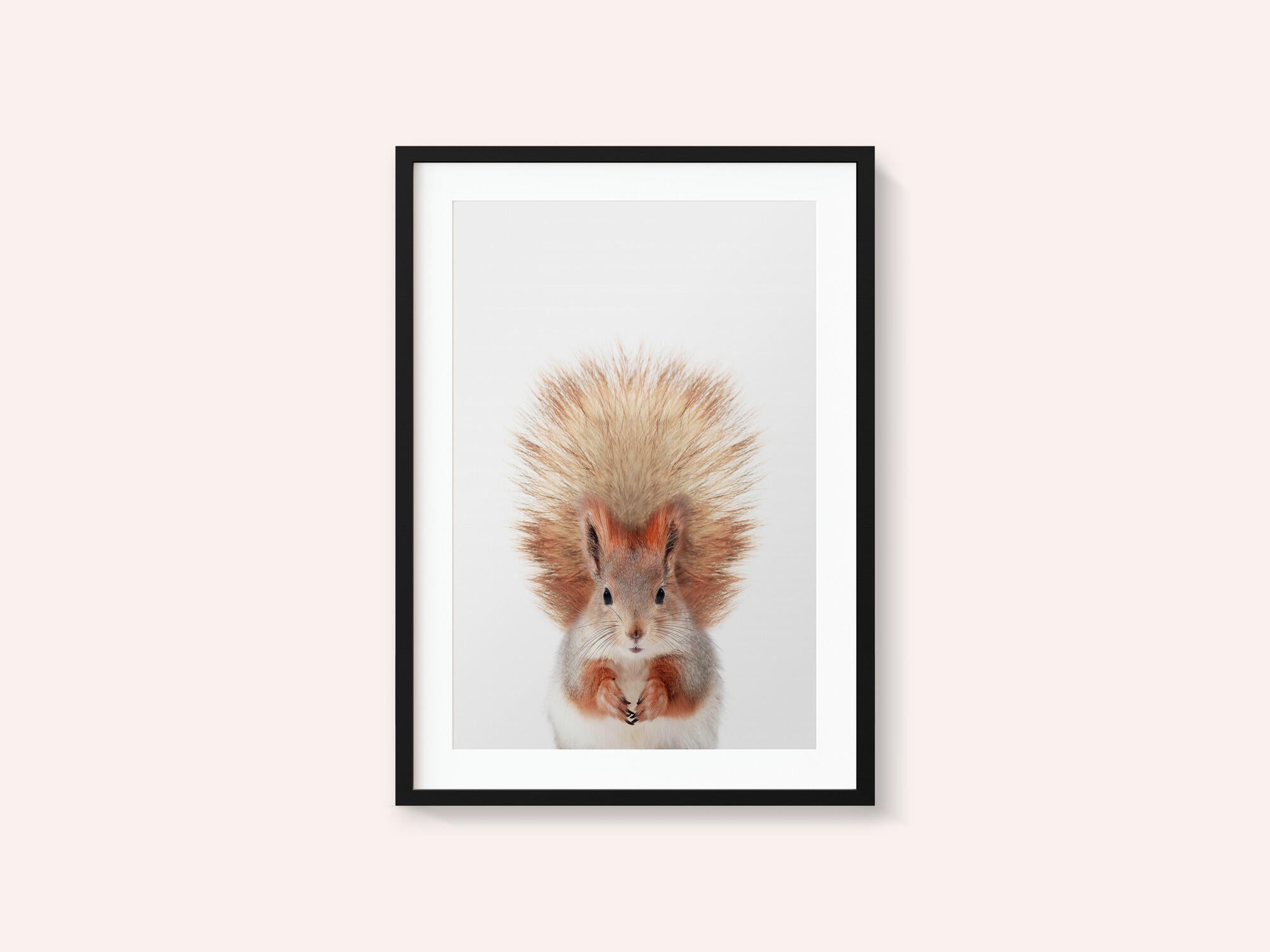 Baby Squirel