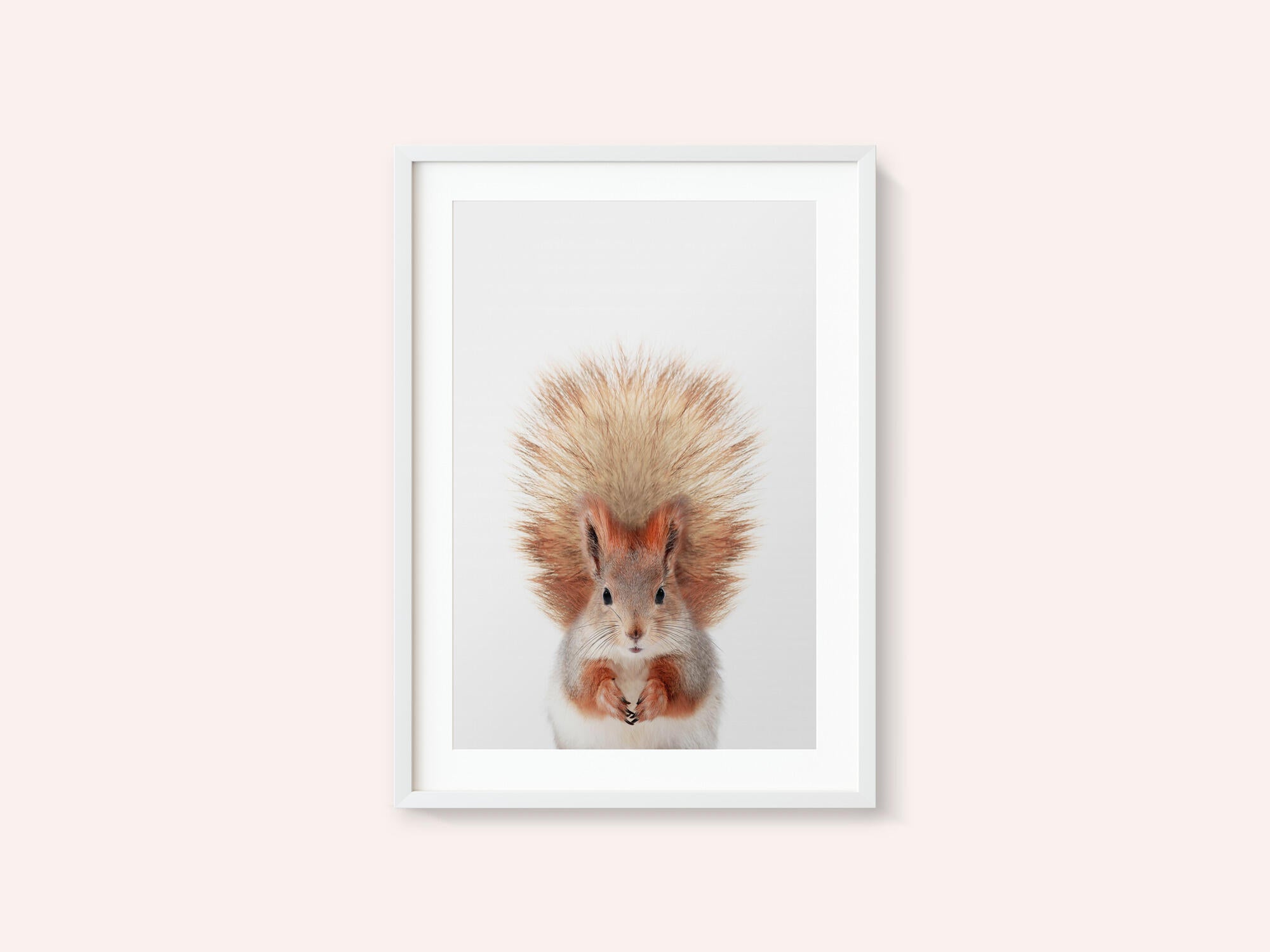Baby Squirel