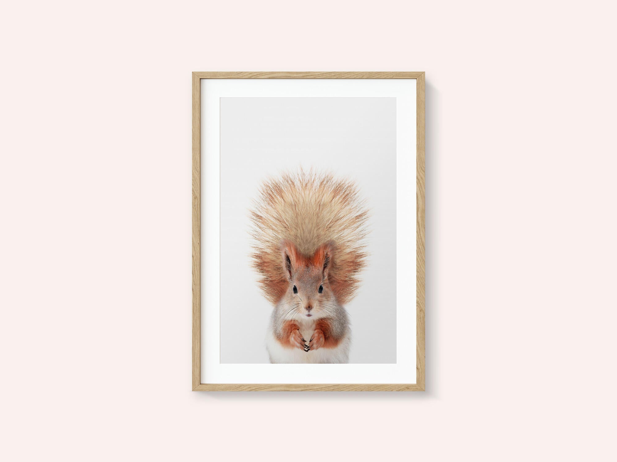 Baby Squirel