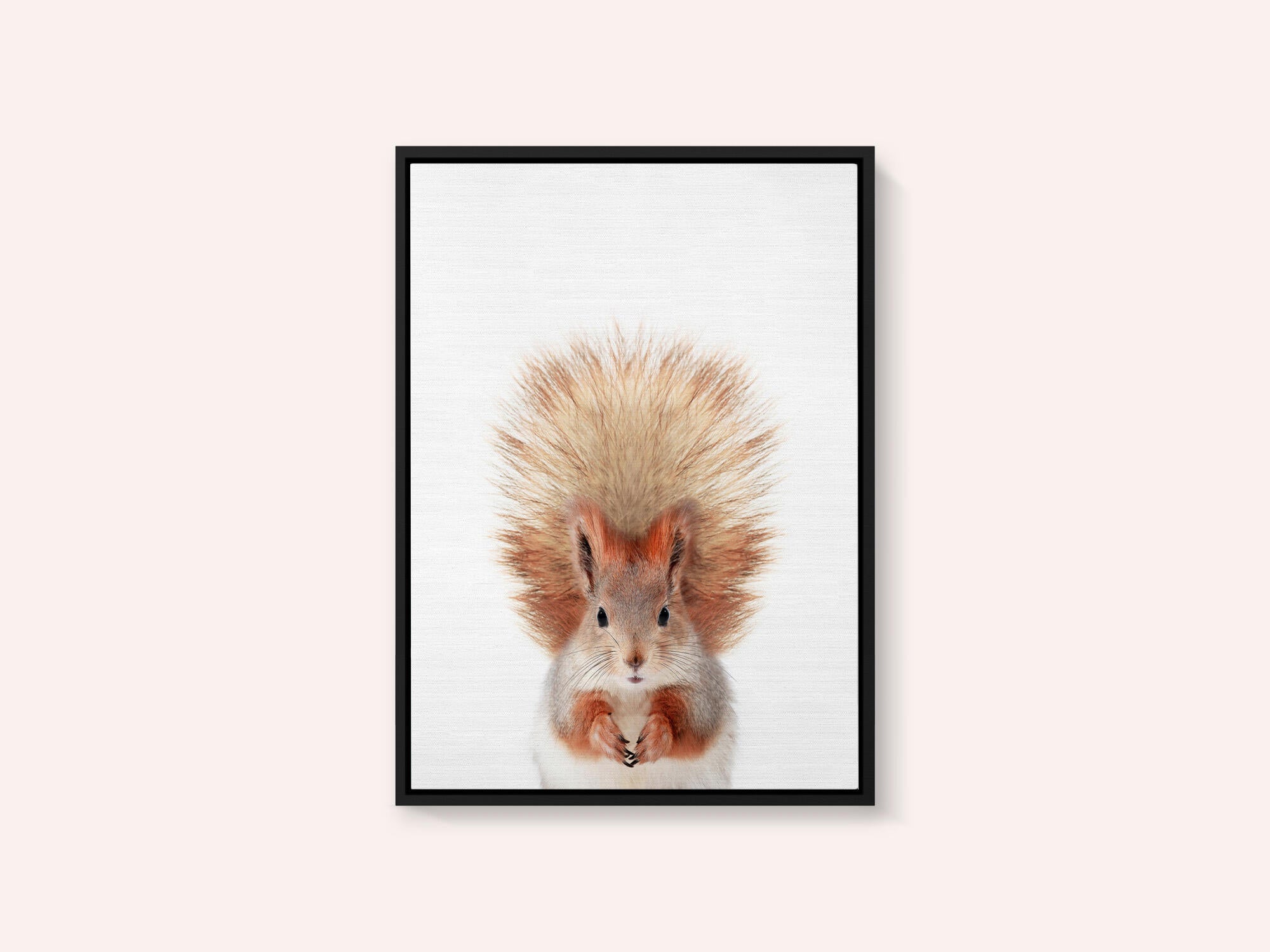 Baby Squirel