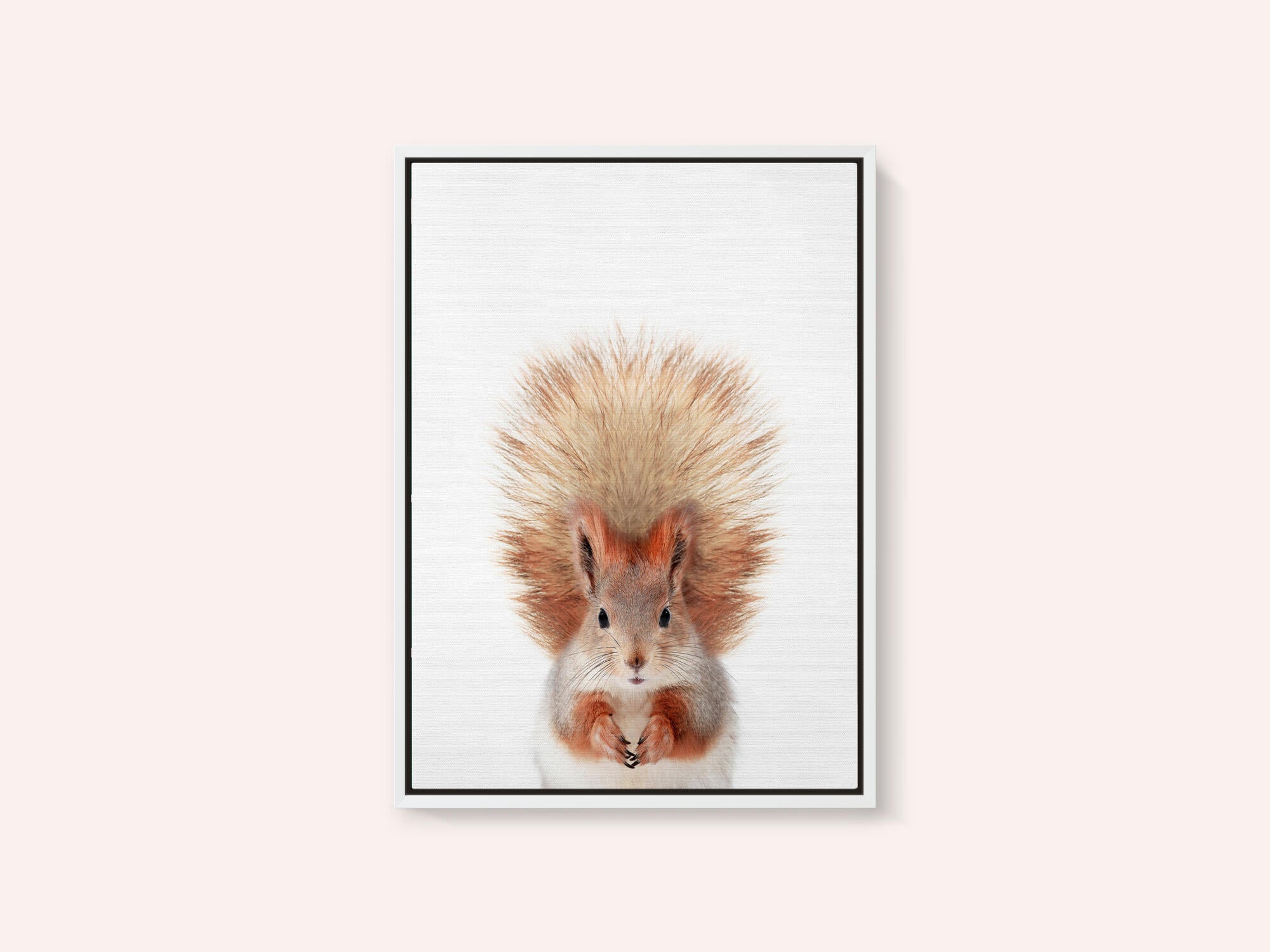 Baby Squirel